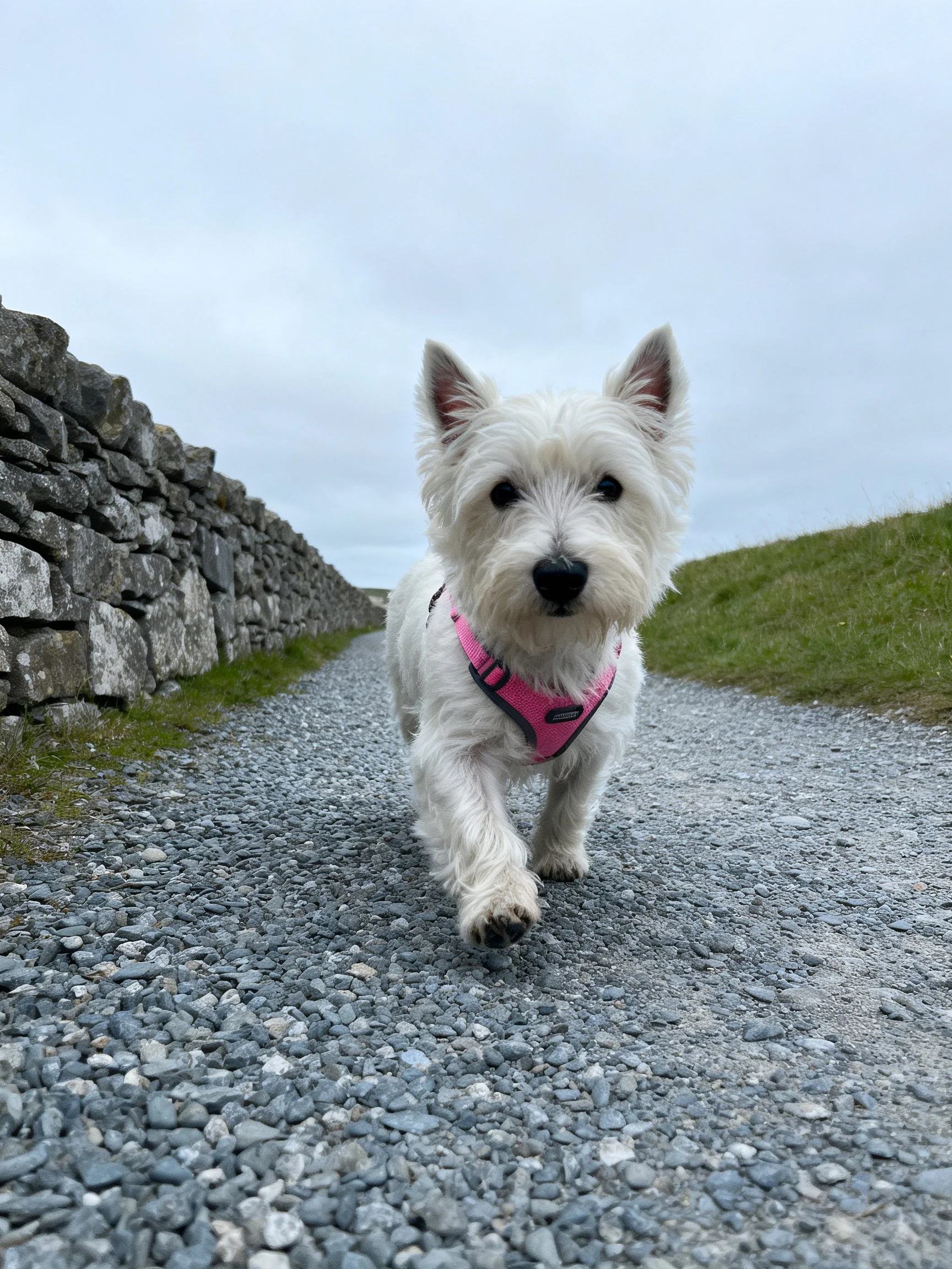 A white terrier in a pink harness walks along a gravel path near a stone wall