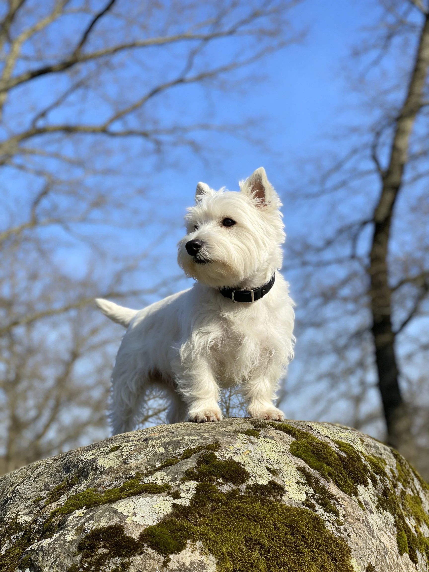 A white terrier stands on a mossy rock amid bare trees under a clear blue sky.