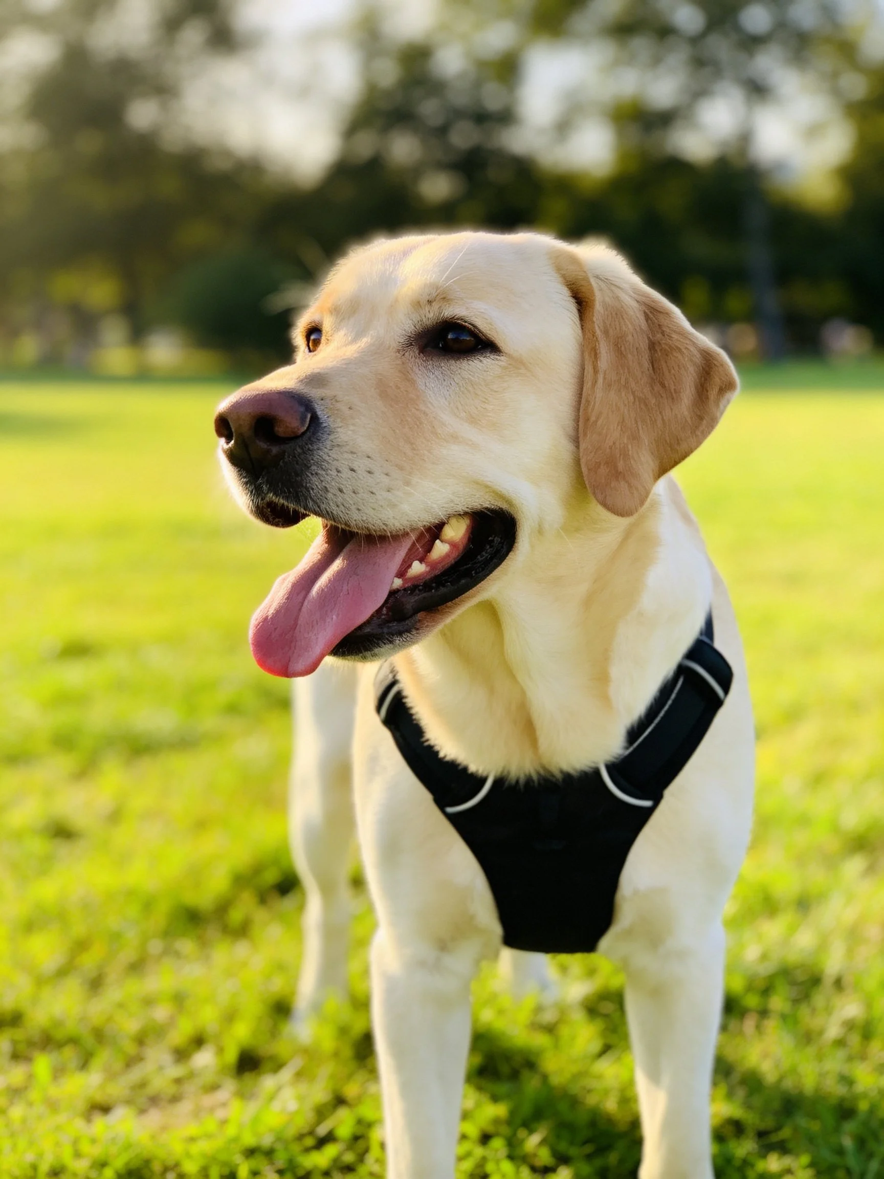 A yellow Labrador Retriever stands contentedly on green grass with a black harness.