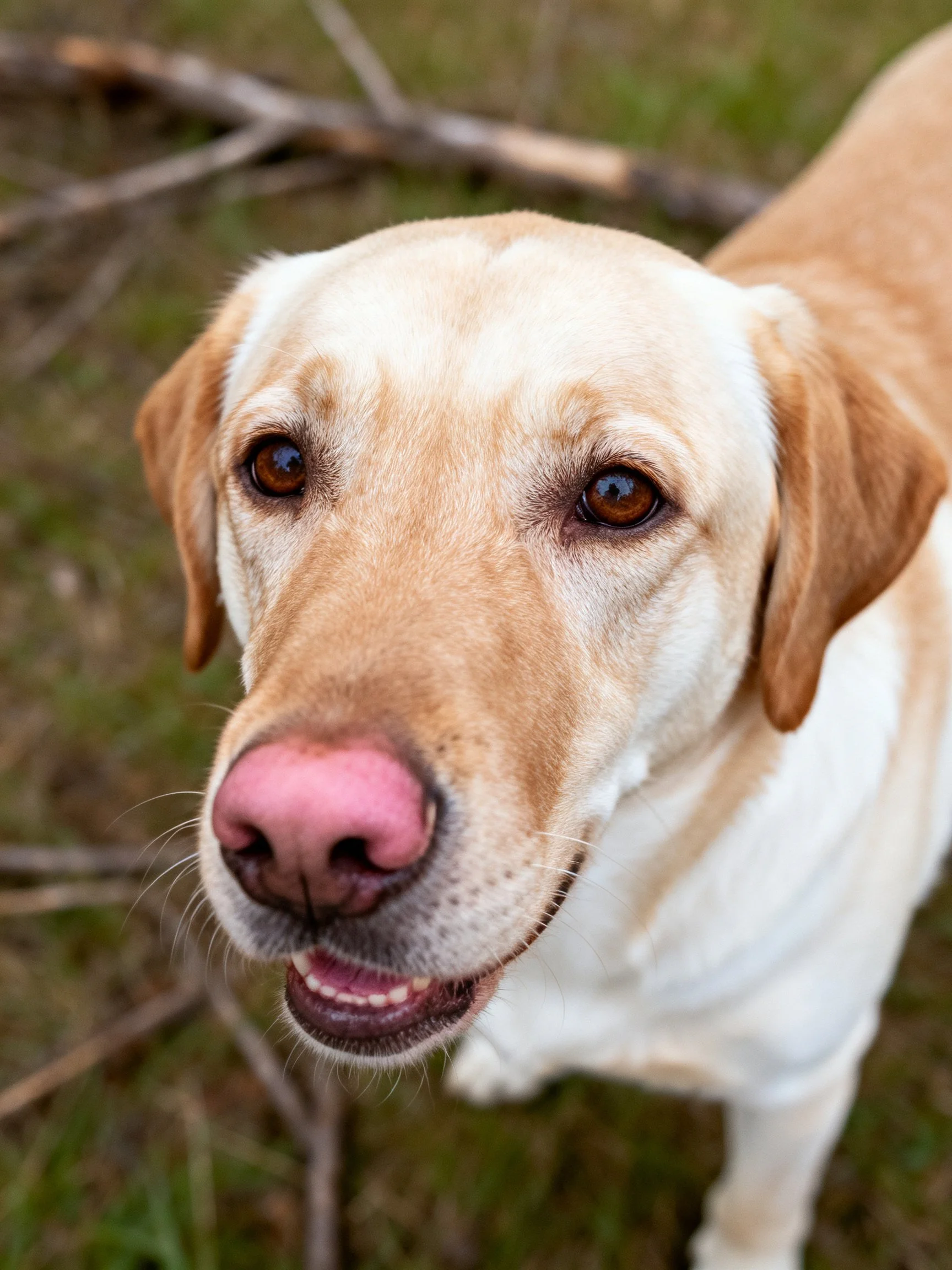 A yellow Labrador Retriever with a pink nose is in a natural outdoor setting.