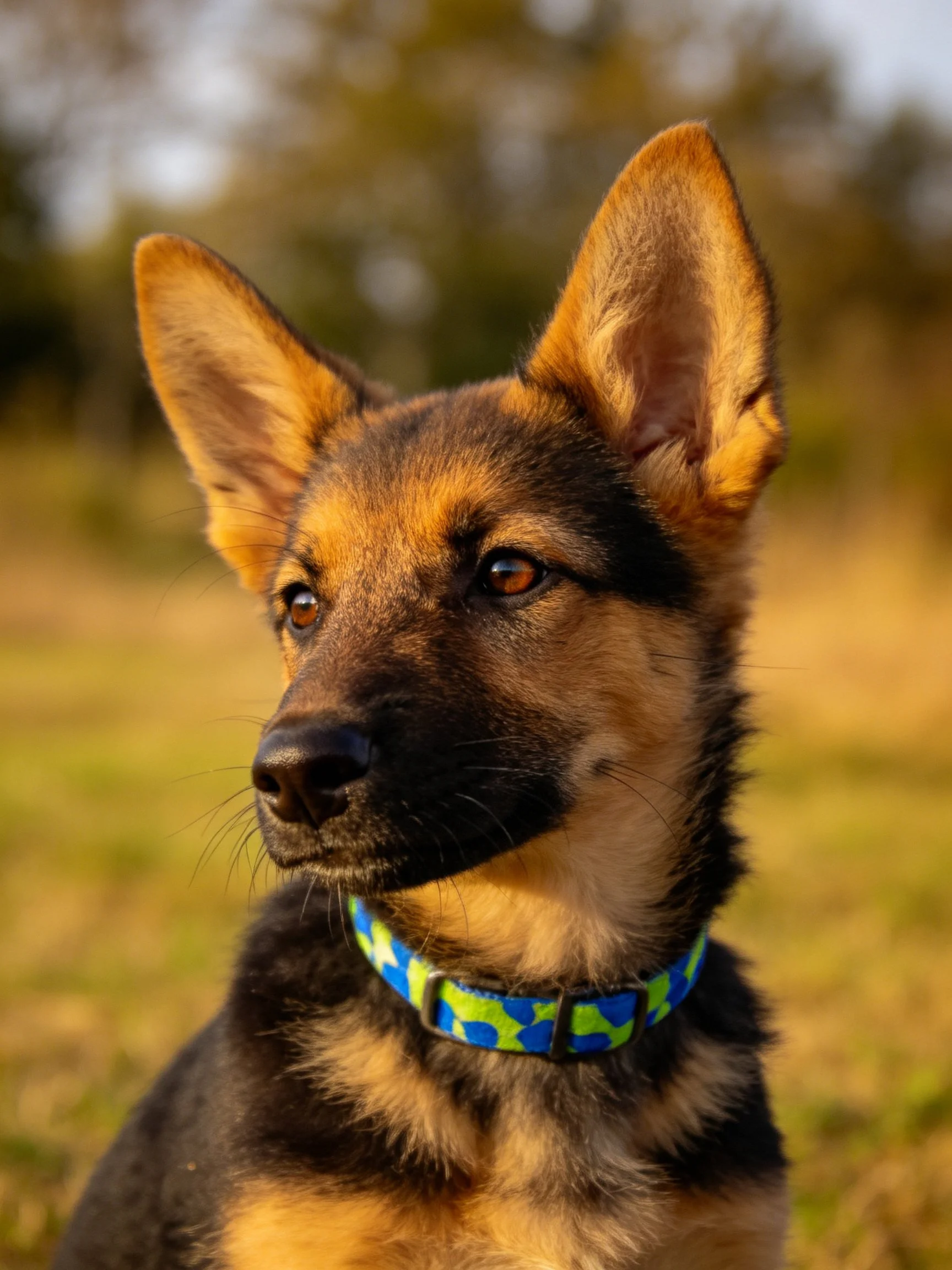 A young German Shepherd puppy with a blue-green patterned collar in a natural setting