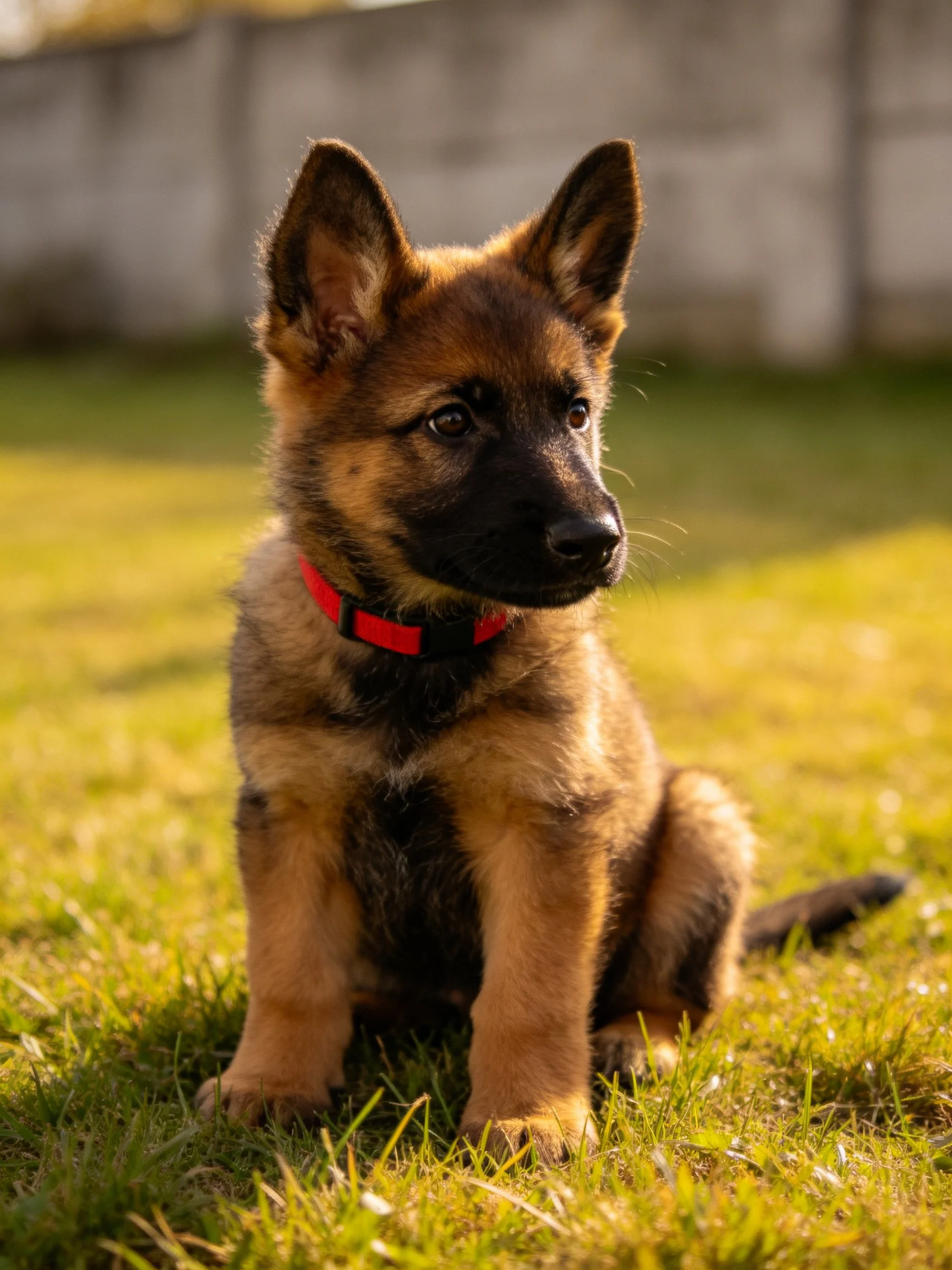 A young German Shepherd puppy with a red collar sits calmly on grass outdoors.