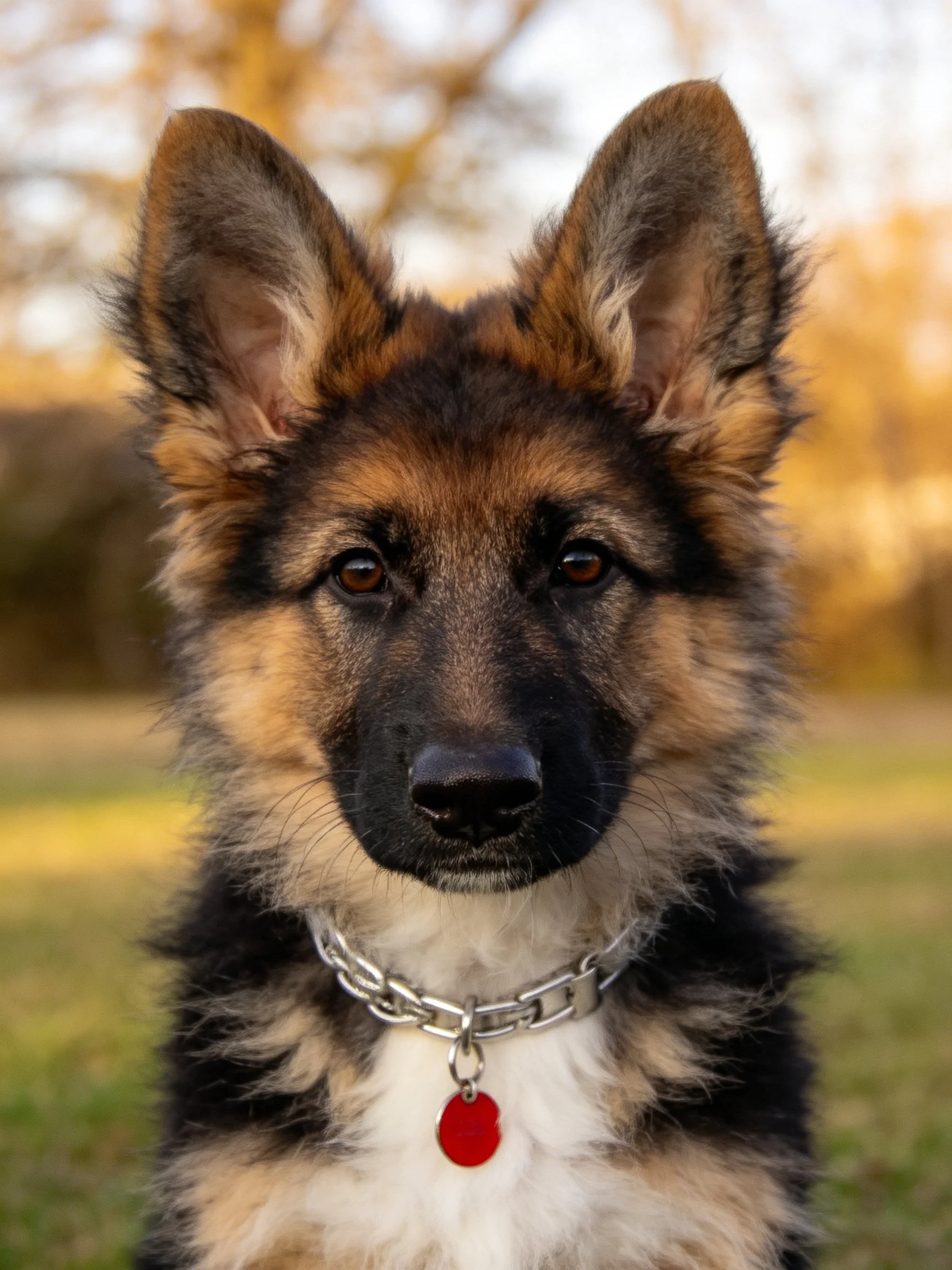 A young German Shepherd puppy with a silver chain collar stands outdoors.