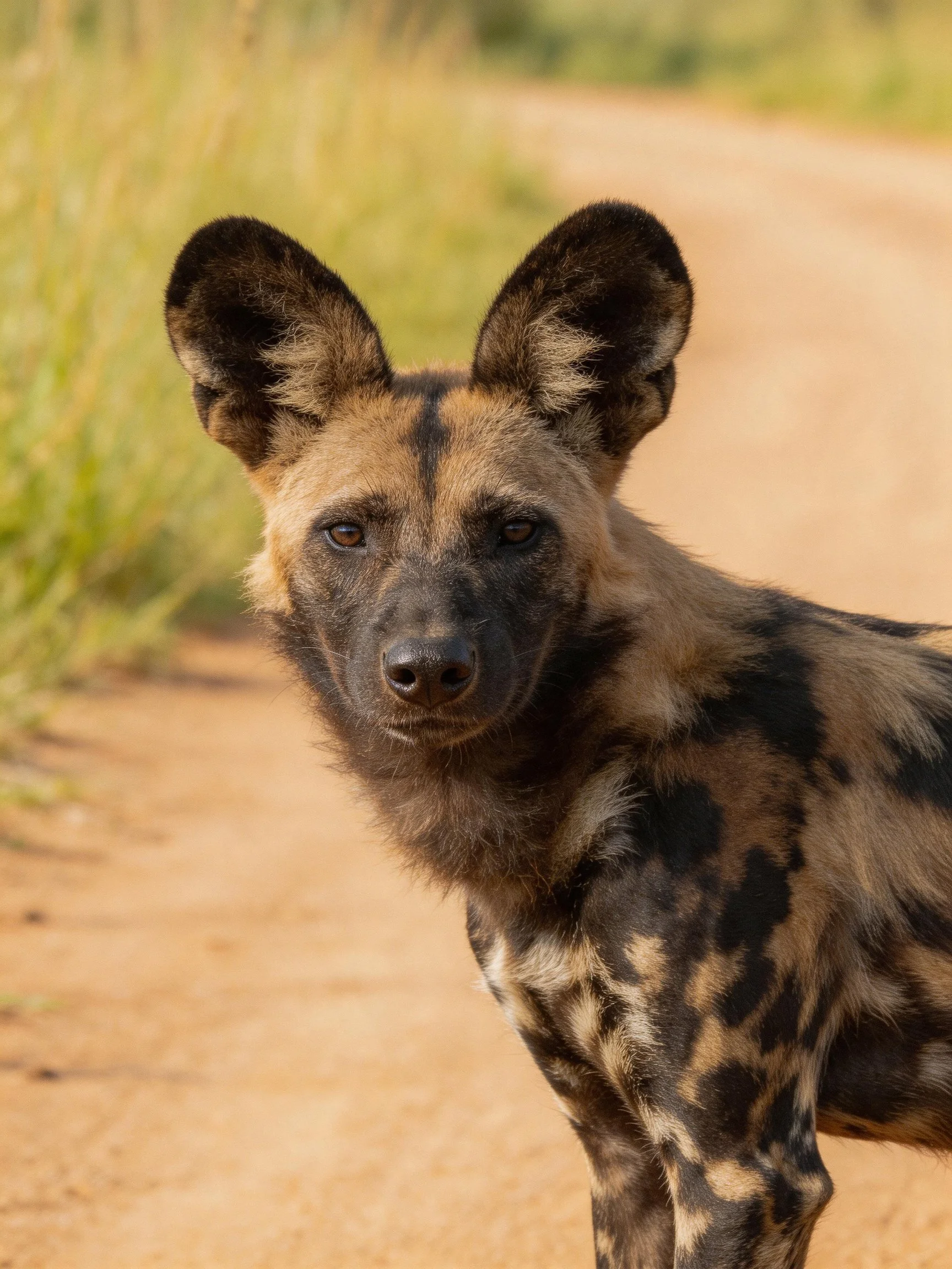 African wild dog with large ears and spotted coat