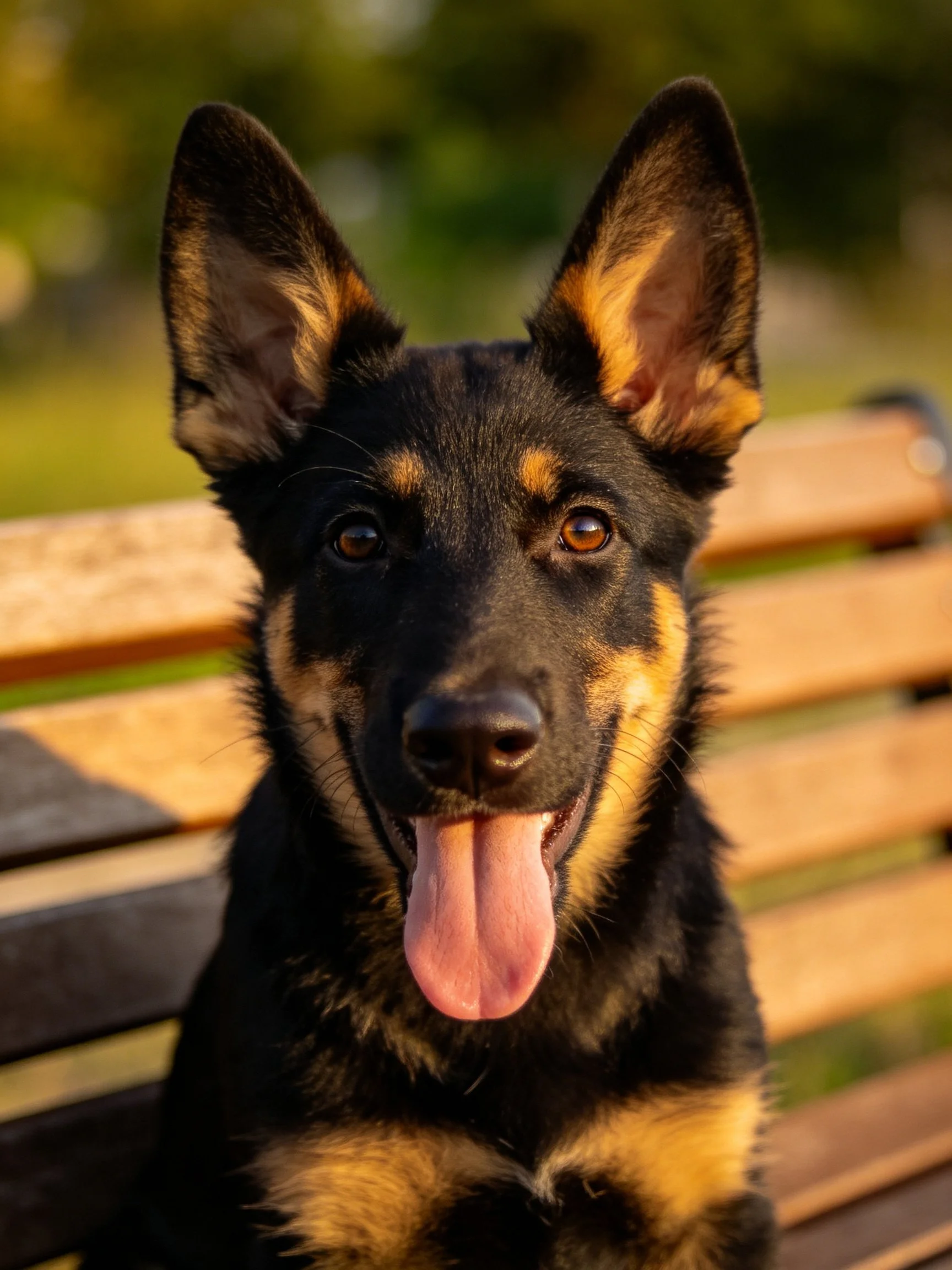 A black and tan German Shepherd puppy relaxes on a wooden bench in bright daylight.