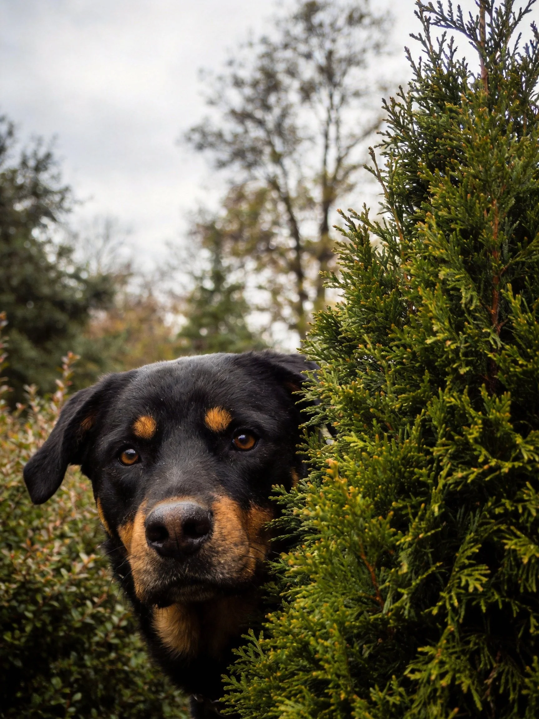 A black and tan dog emergesfrom greenery in a wooded environment.