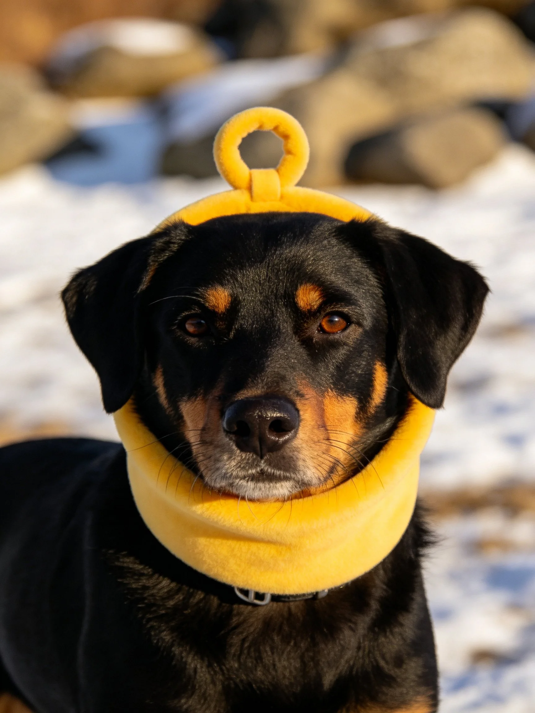 Black and tan dog wearing a bright yellow headband in a snowy outdoor area