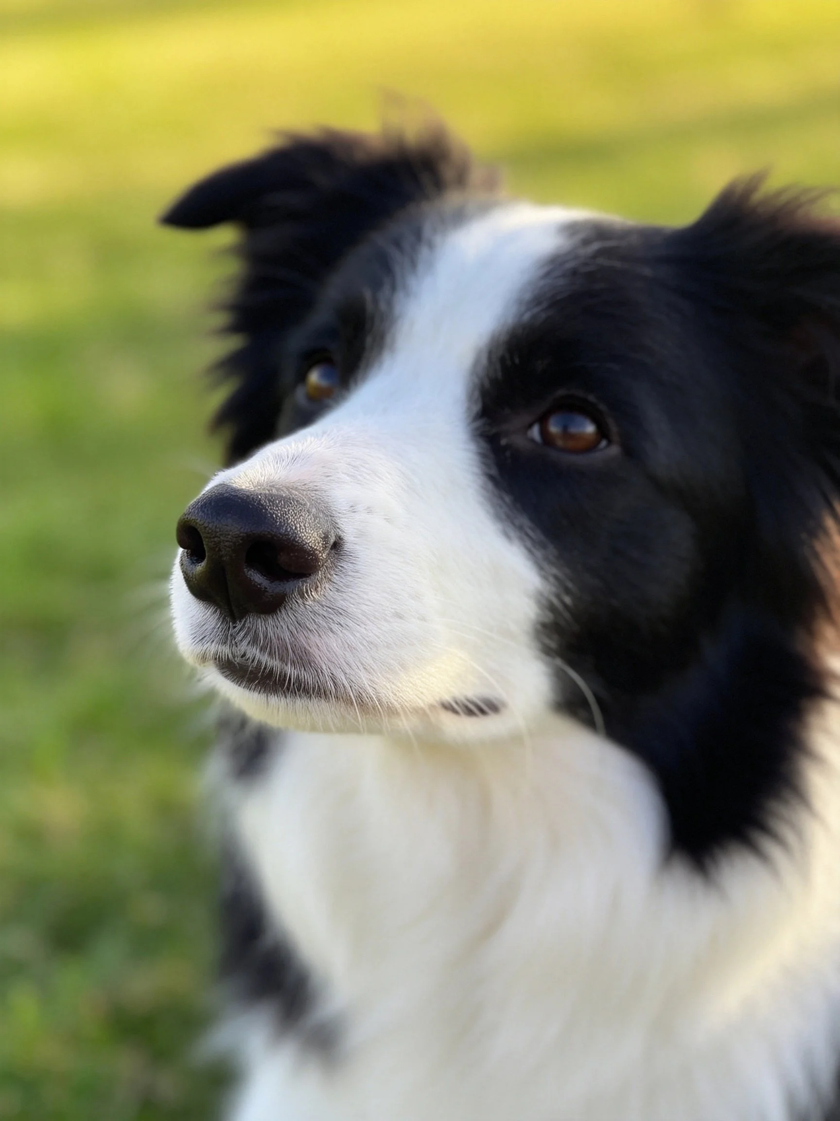 A black and white Border Collie gazes attentively at something off-camera