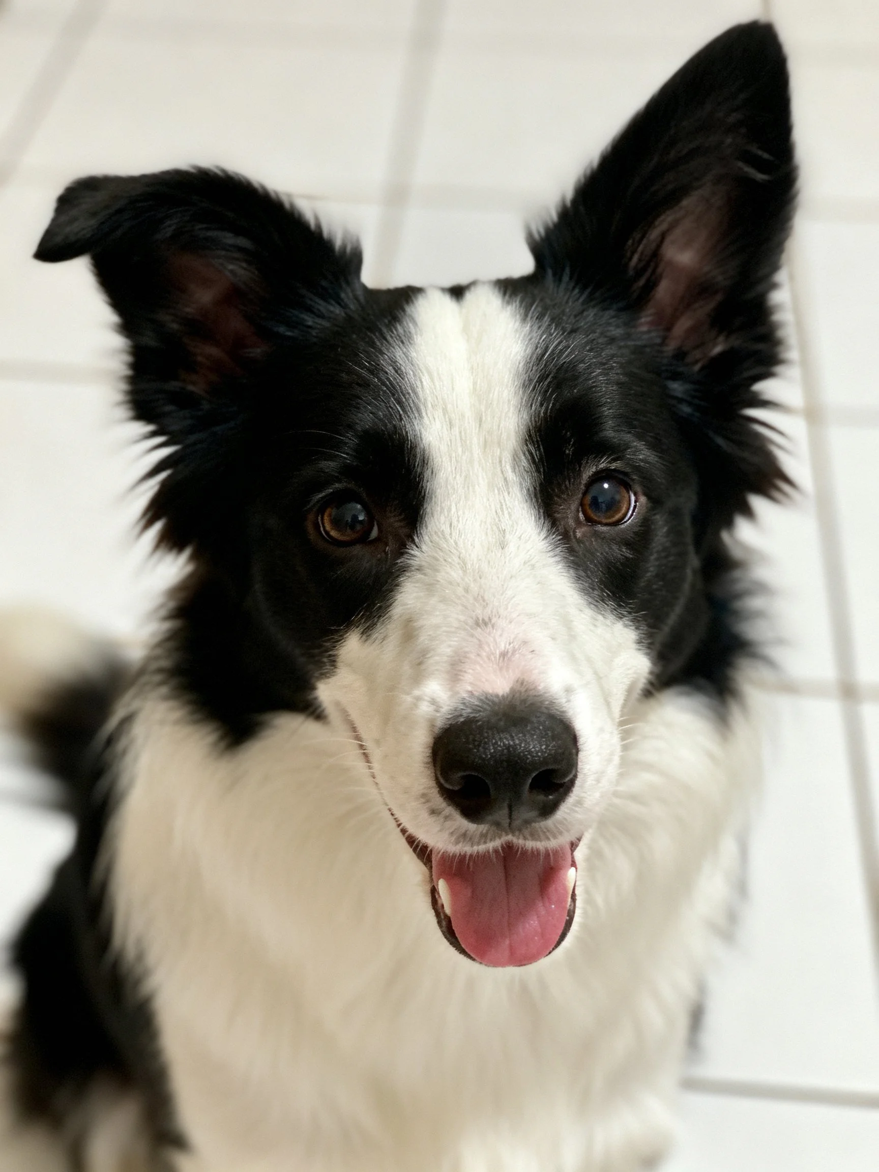 A cheerful black and white Border Collie looks upward on a tiled floor.
