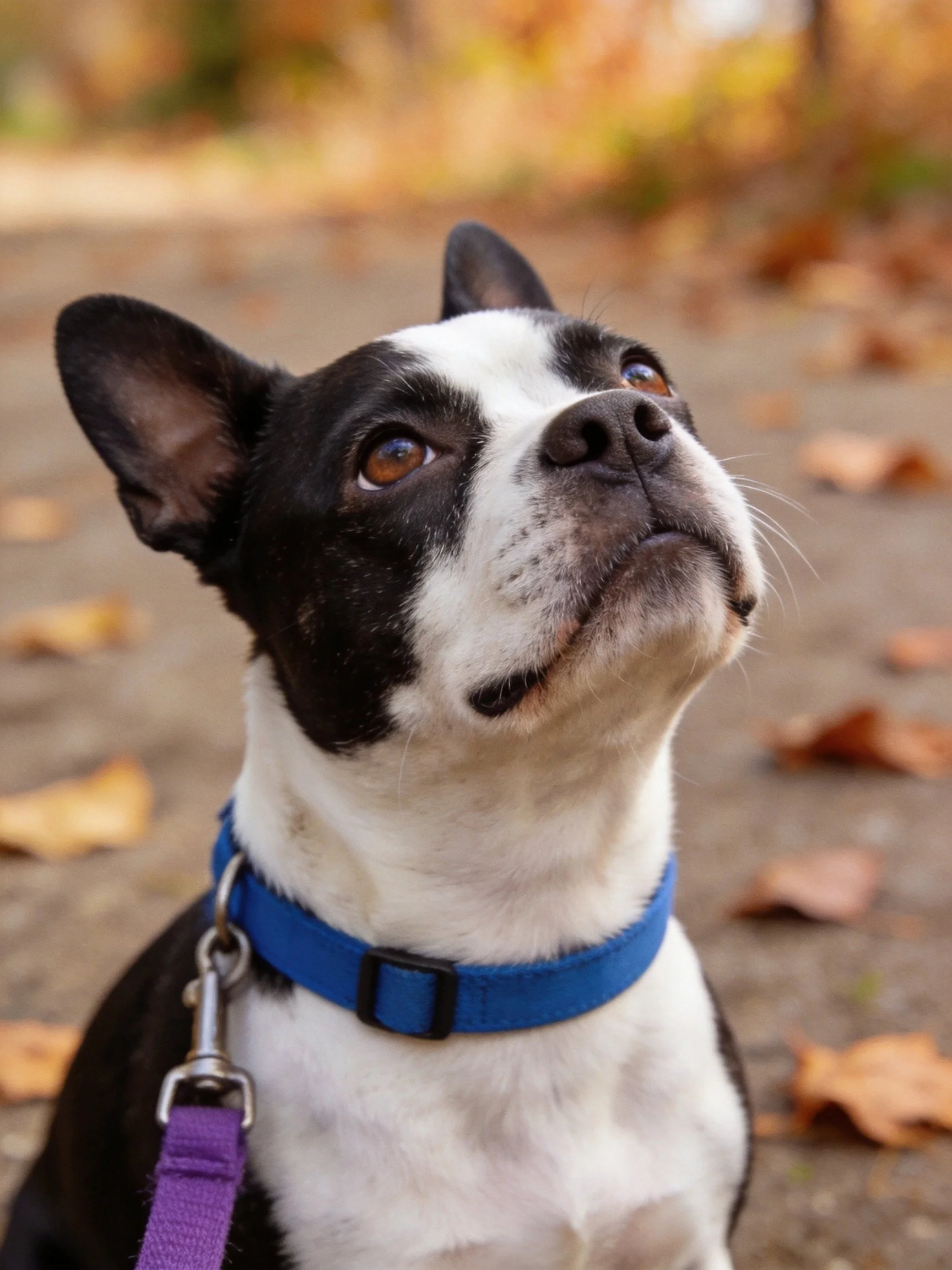 A black and white Boston Terrier looks upward near fallen autumn leaves.