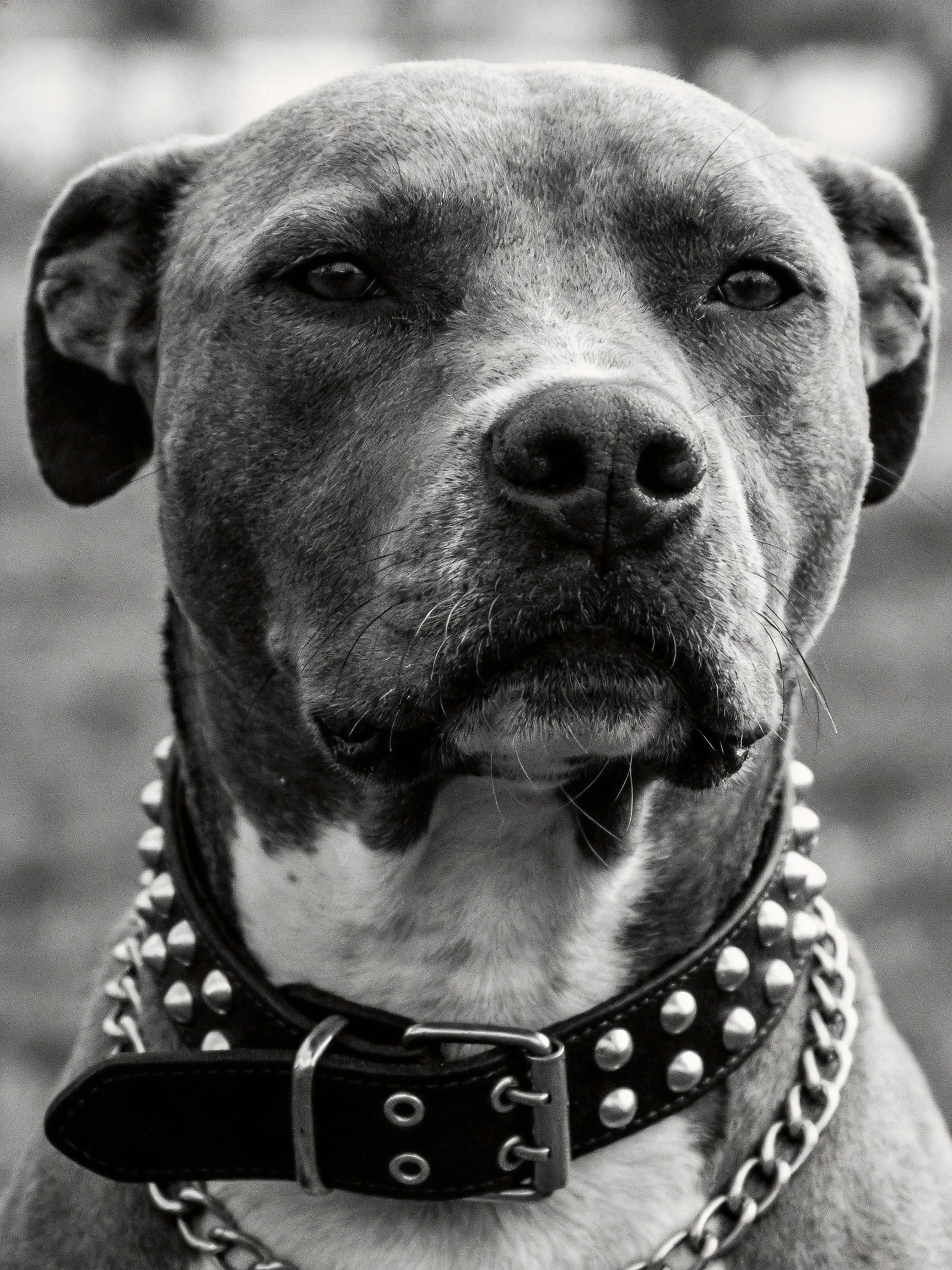 A black and white photograph centers on a dog with a spikedcollar and chain.