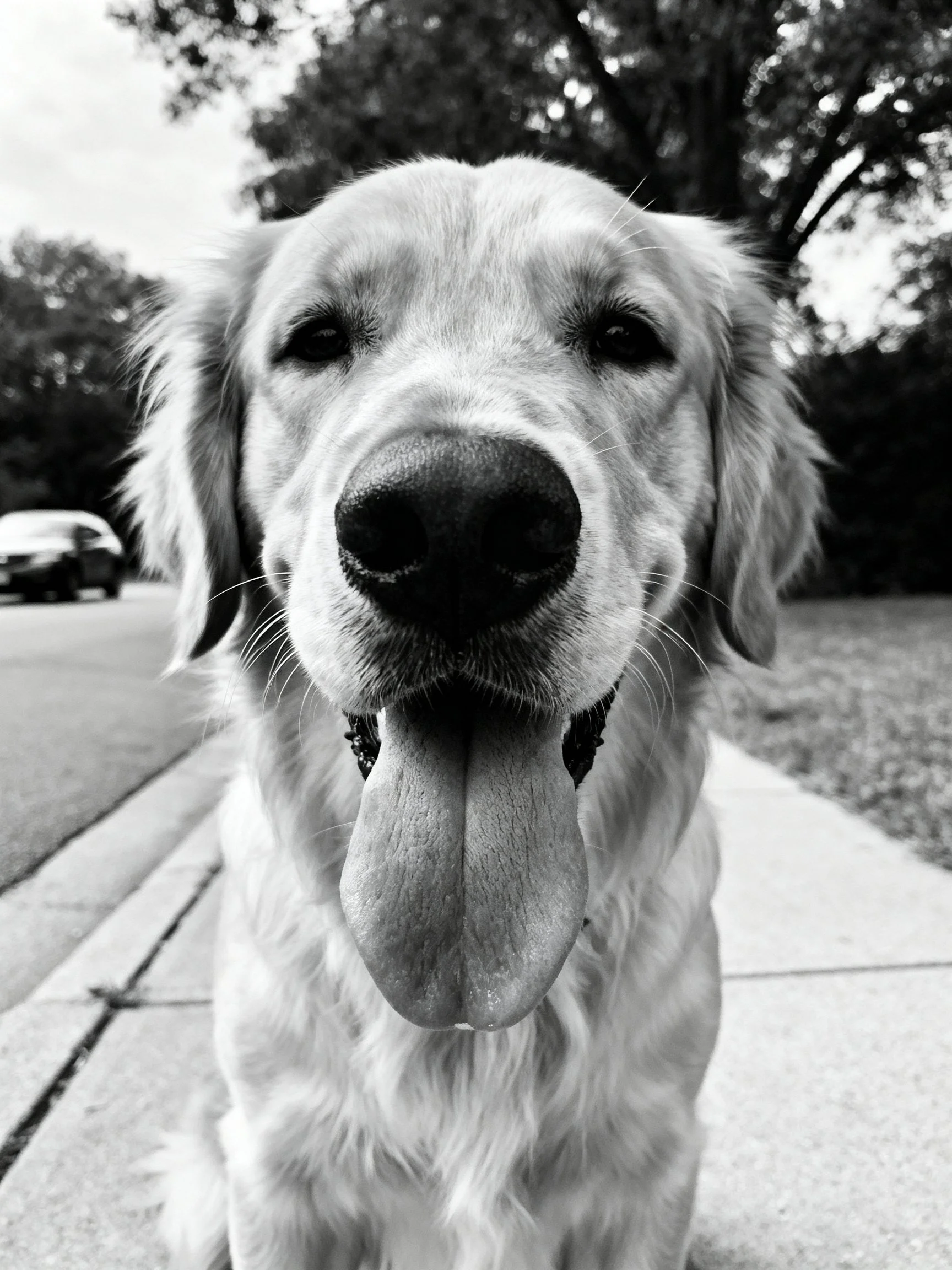 A golden retriever is photographed in black and white on a sidewalk.