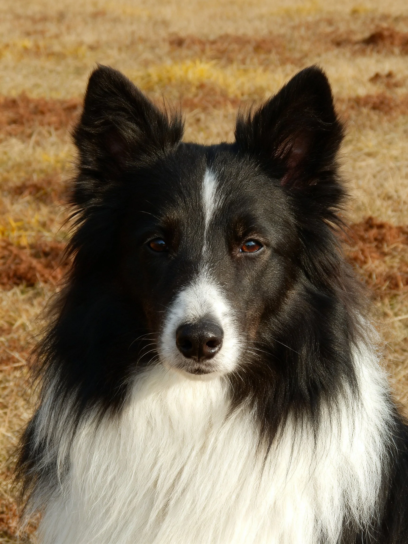A black and white collie stands on dry grass with upright ears.