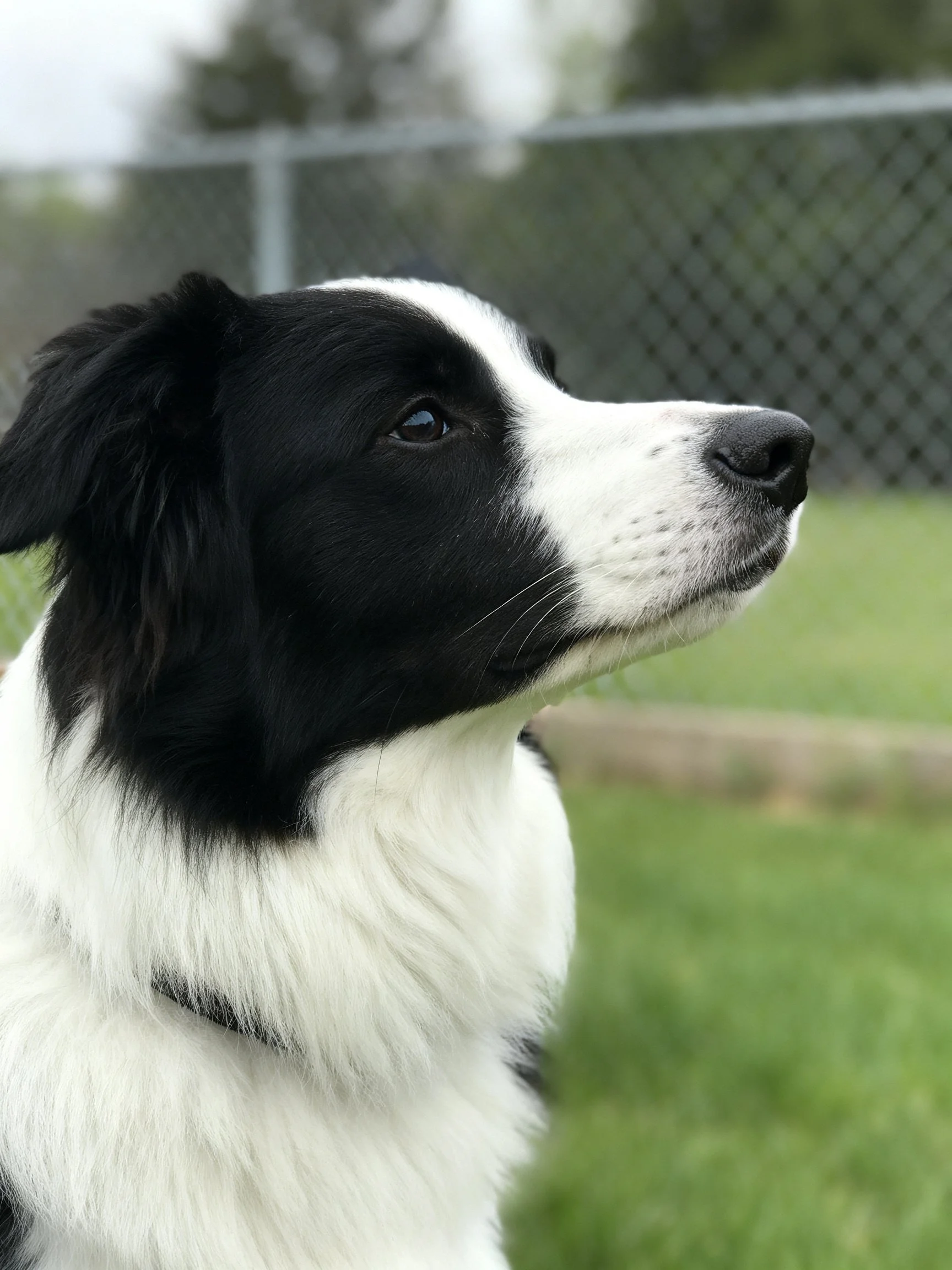 Black and white dog gazing toward a chain - link fence