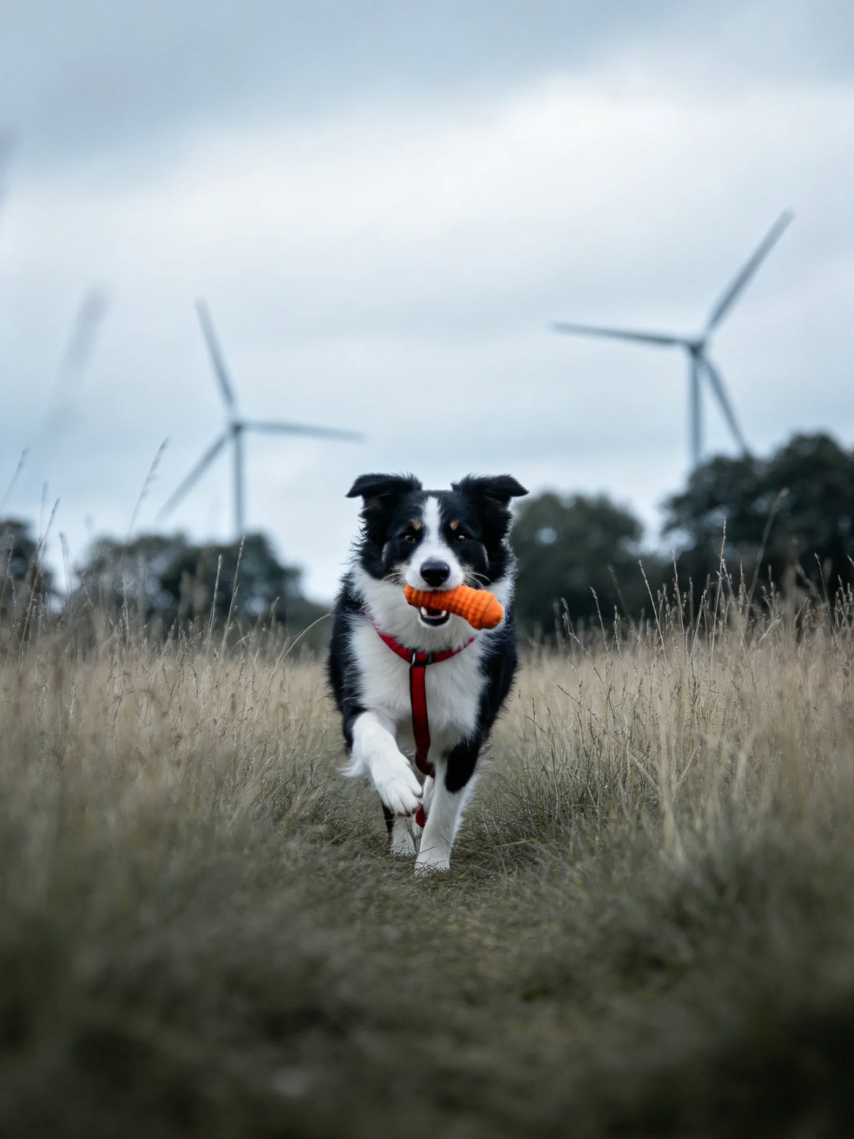 A black and white dog runs through tall grass carrying an orange toy near wind turbines