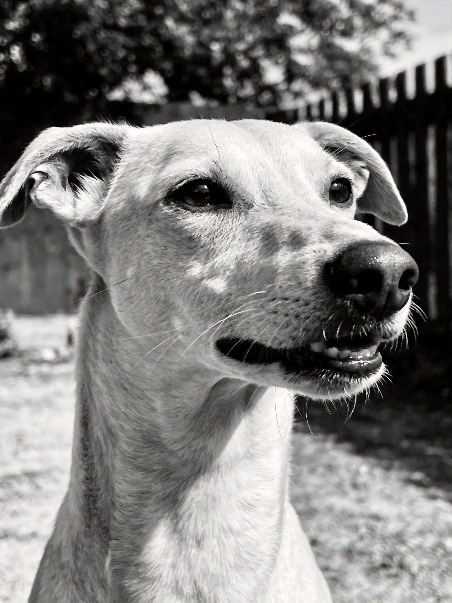 A black-and-white close-up shows a light-furred dog near a fence.