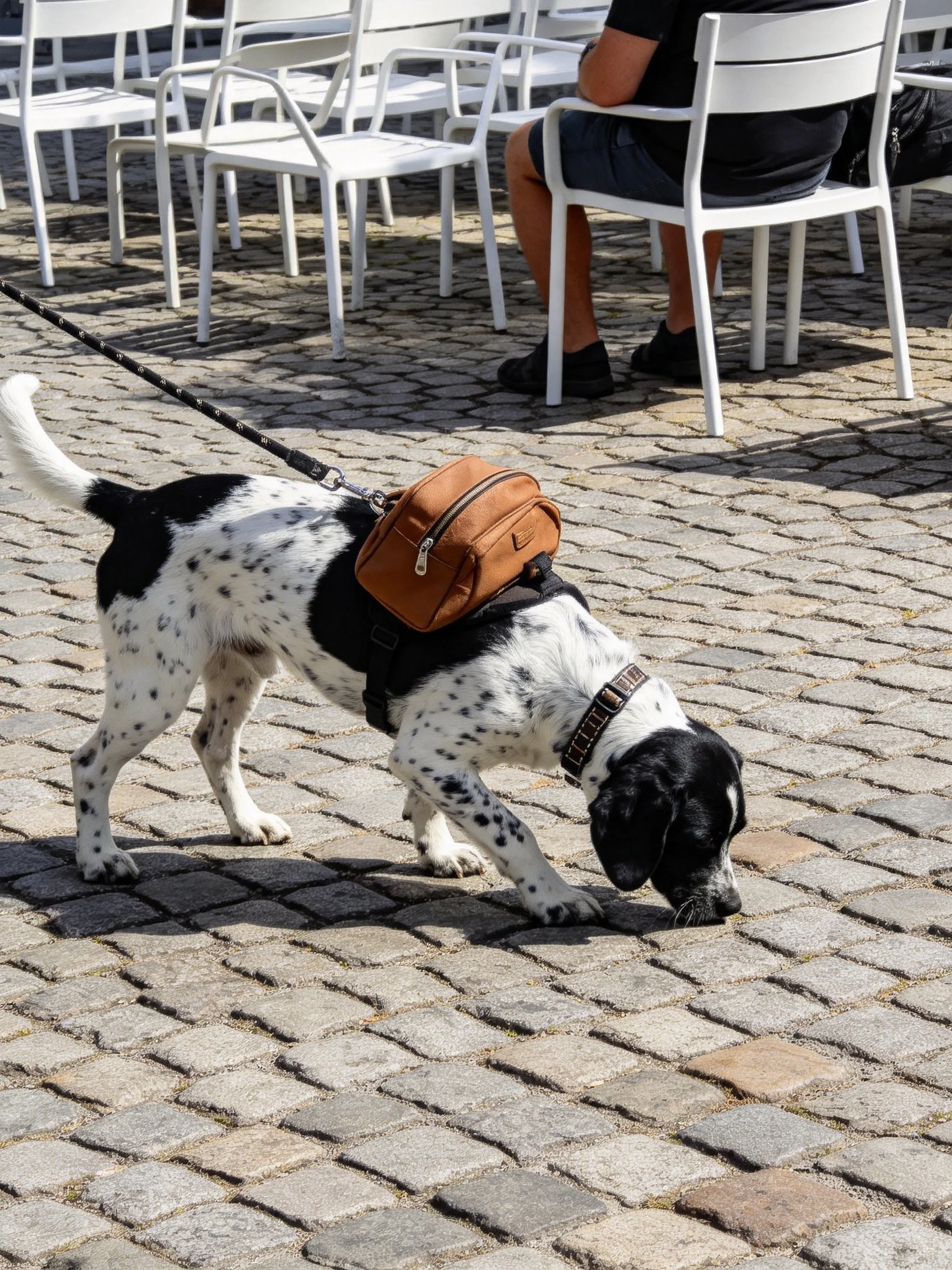 A black and white spotted dog with a brown backpack sniffs the cobblestone pavement outdoors.