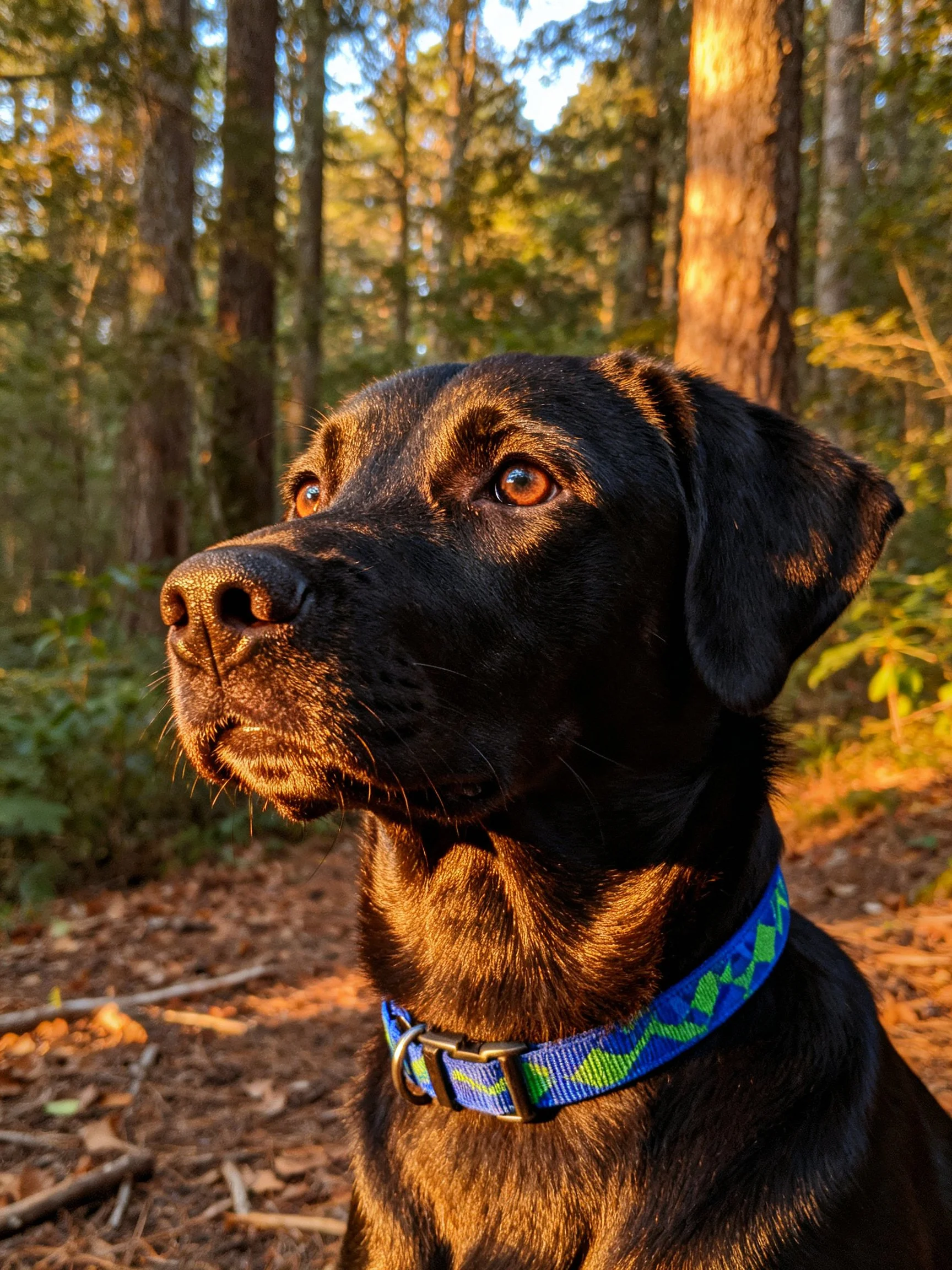 A black dog with a colorful collar stands in a sunlit forest.