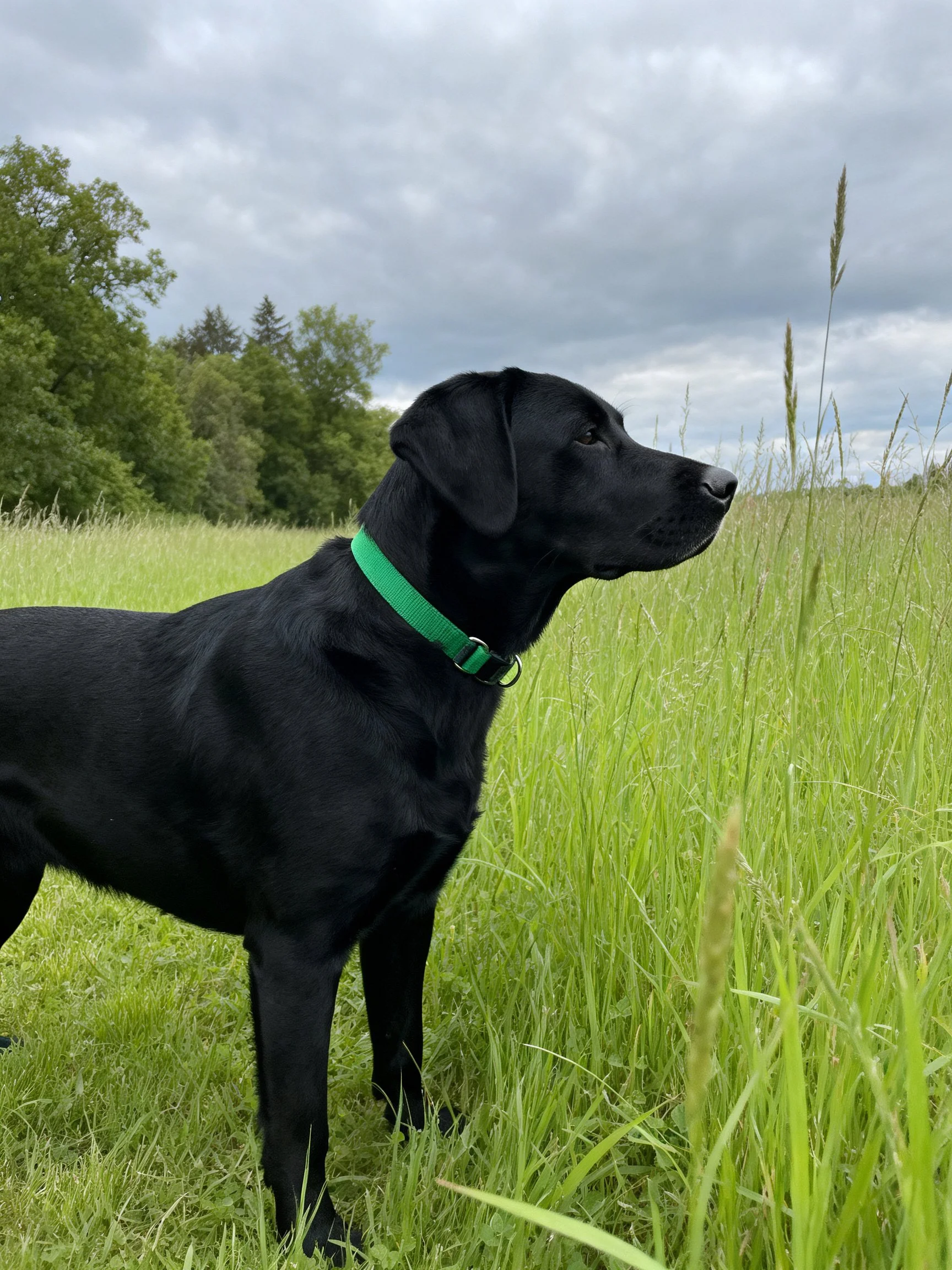 A black dog with a green collar stands in a field of tall grass with trees and clouds overhead.