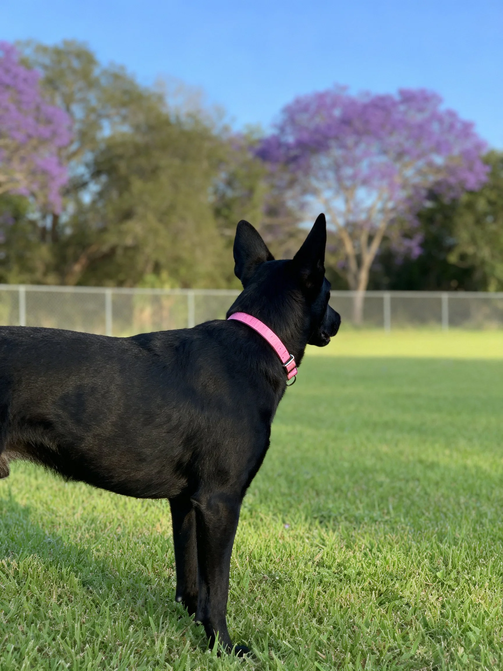 A black dog with a pink collar stands on green grass near purple-flowered trees.