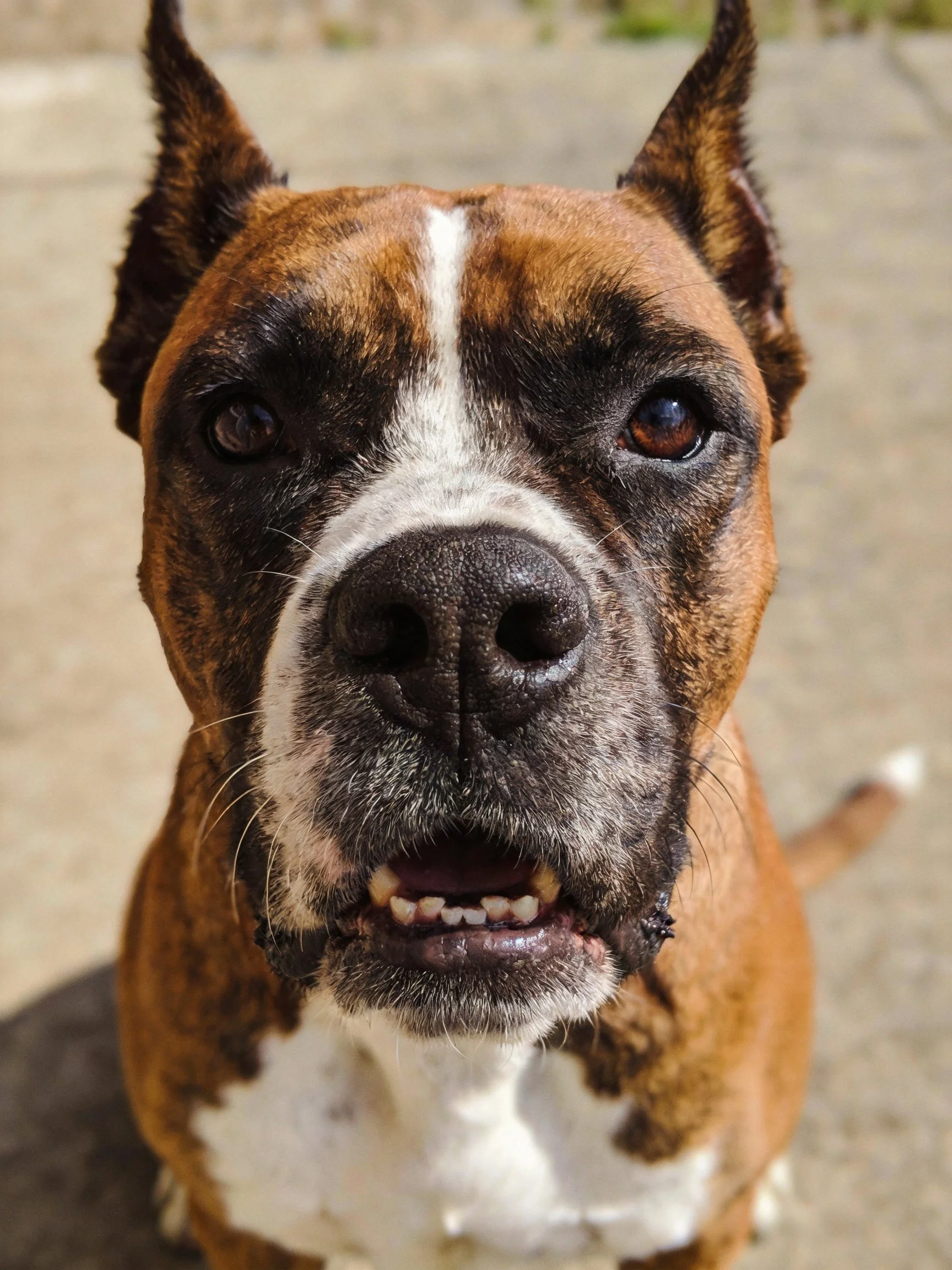 Brindle and white Boxer dog with upright ears, direct gaze