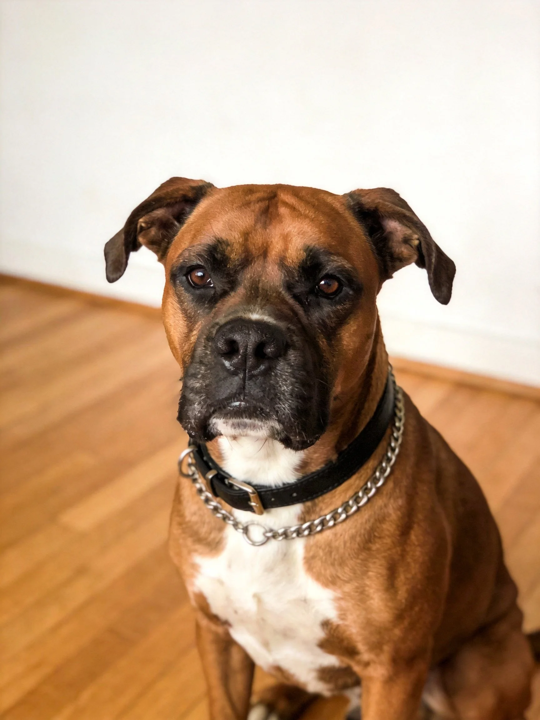 Brown Boxer dog with white chest, black collar, sitting on wood floor