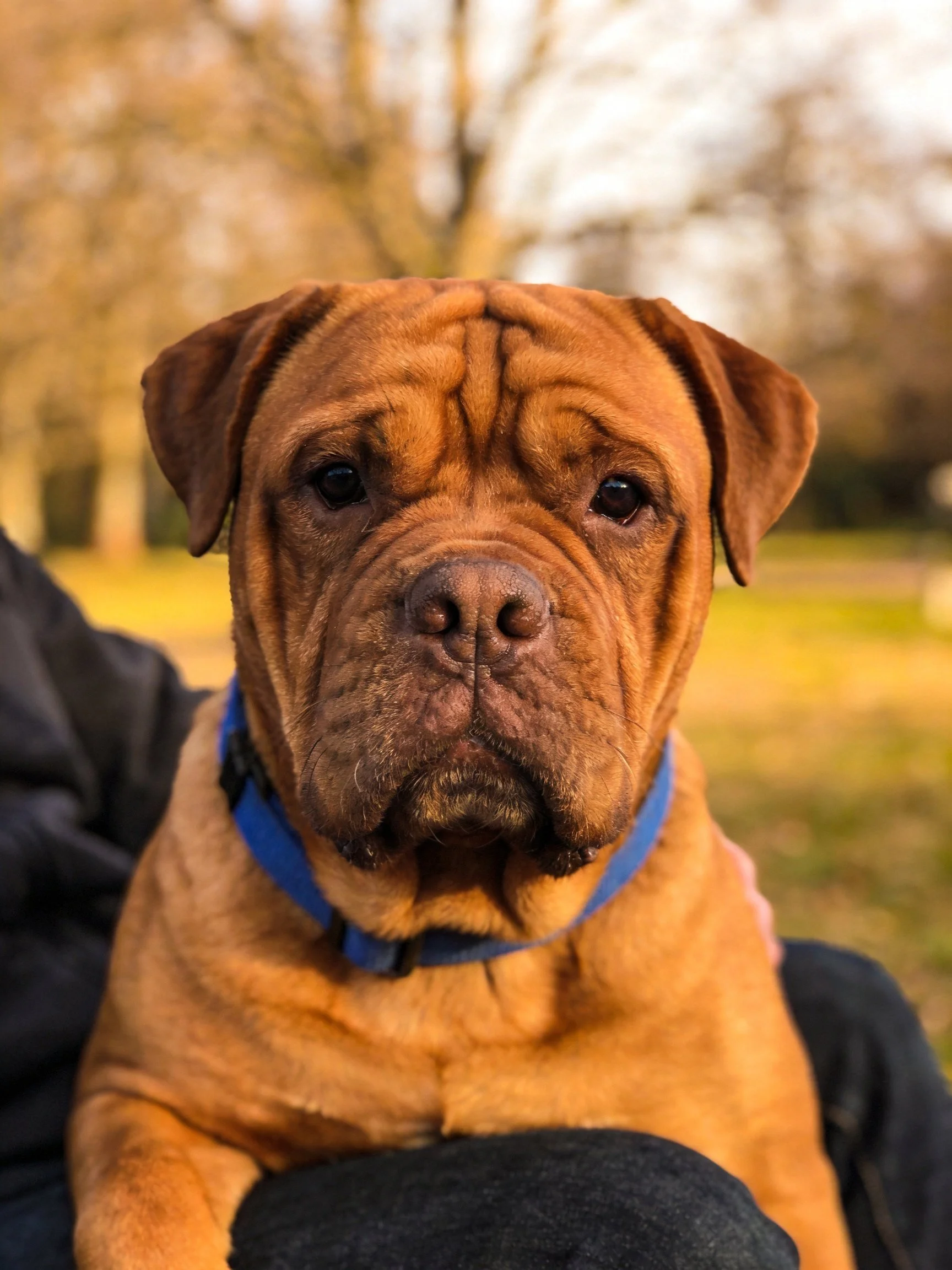 Brown Mastiff puppy with blue collar in outdoor park