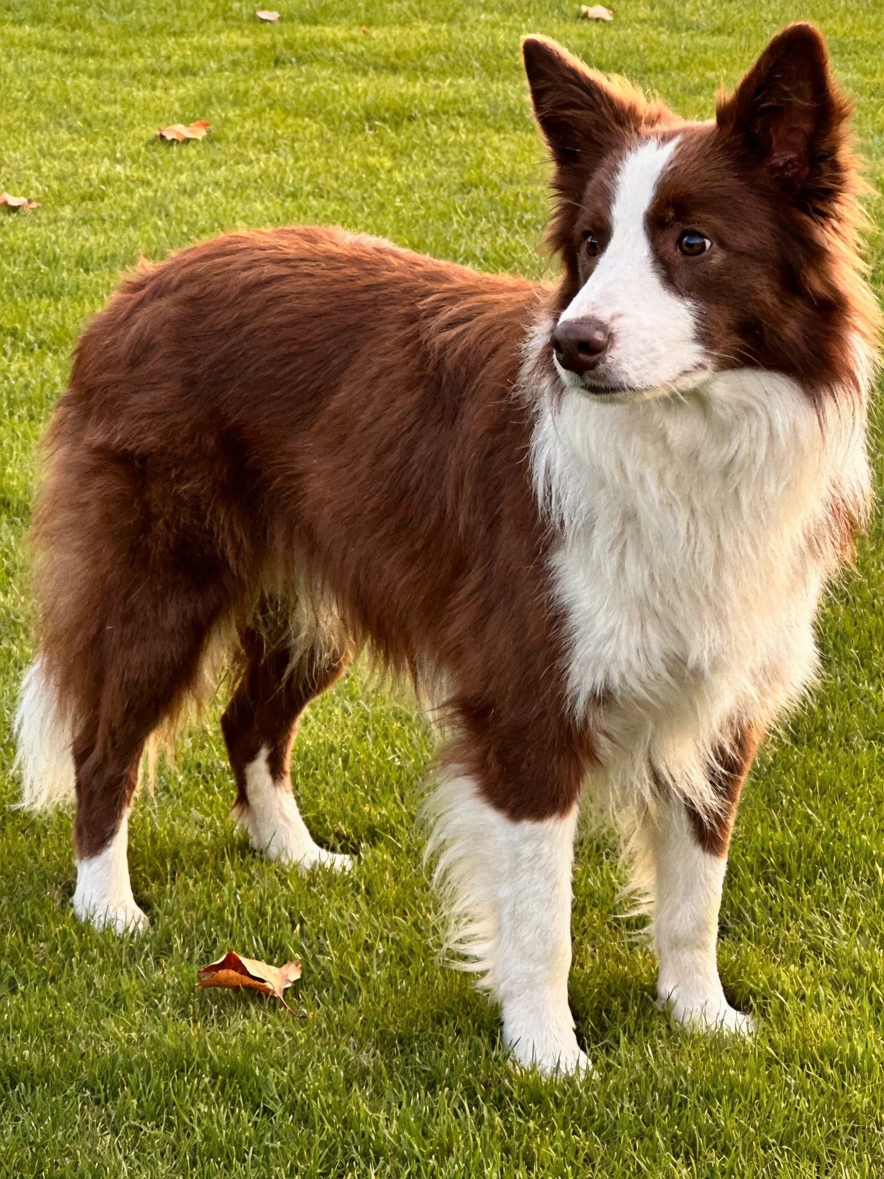 A brown and white Border Collie stands on a green lawn with scattered leaves.
