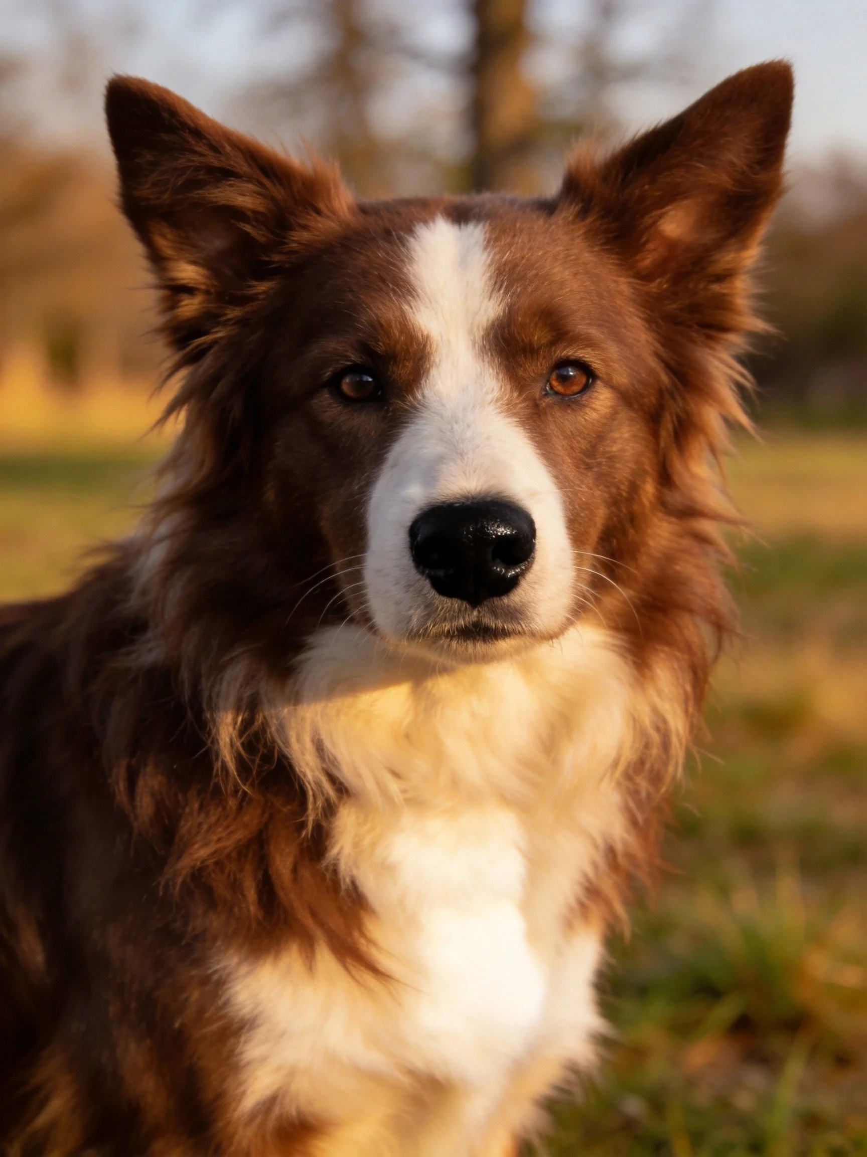A brown and white Border Collie stands alert in a sunlit outdoor setting.