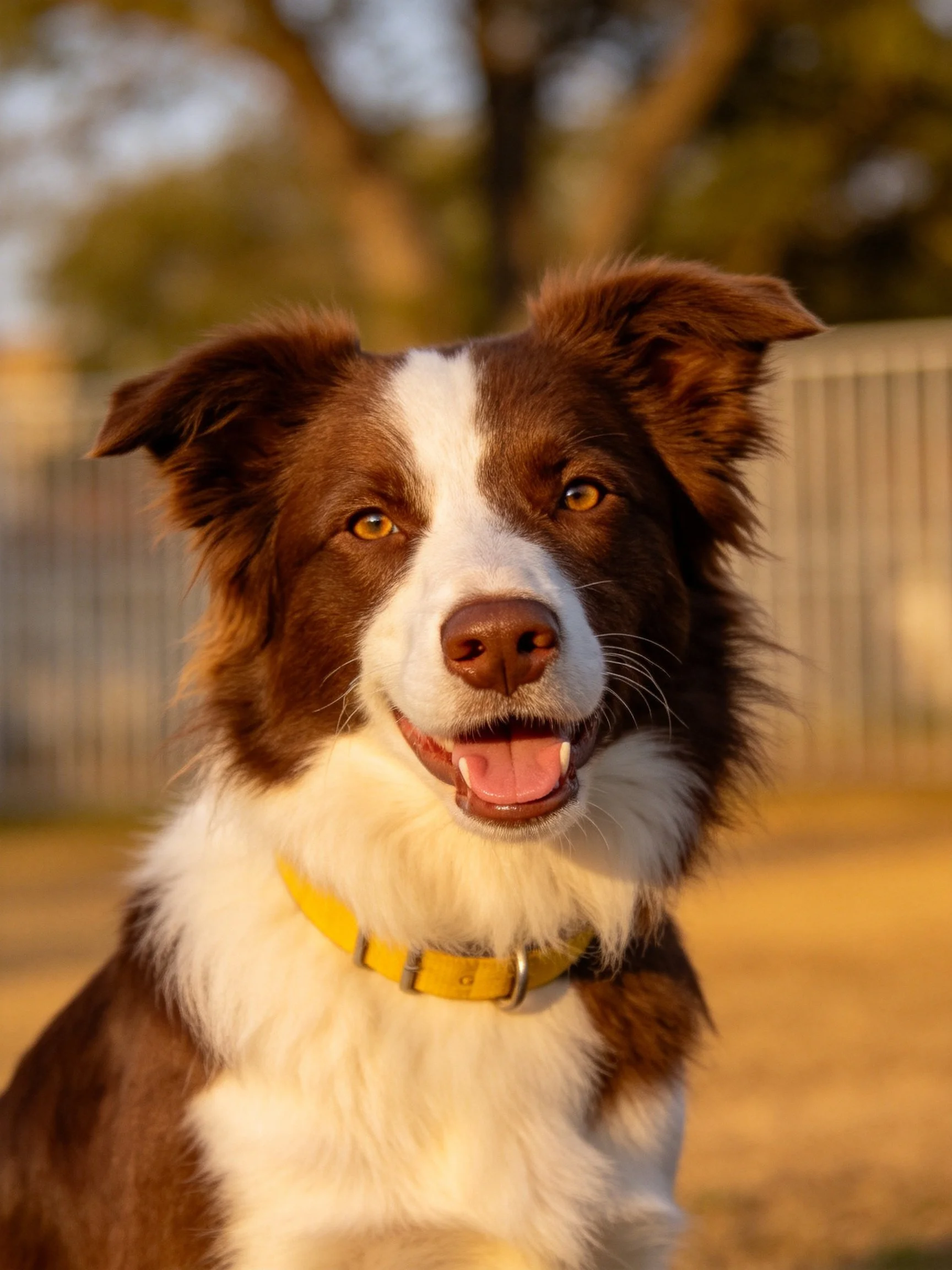 A brown and white Border Collie with a yellow collar is photographed outdoors.