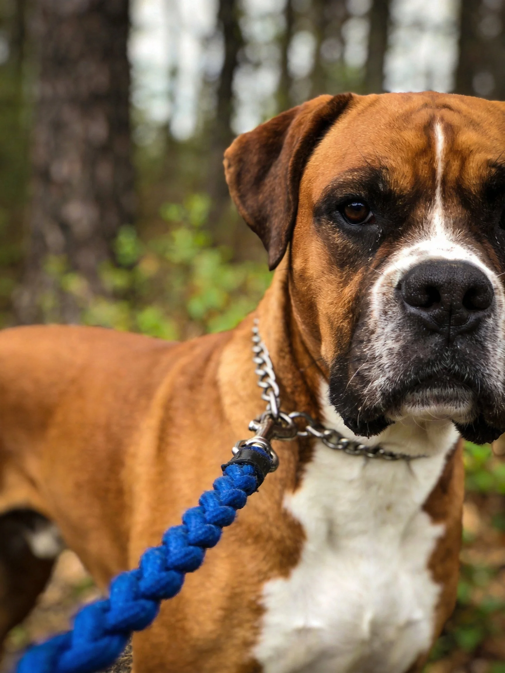 Brown and white Boxer dog with silver chain collar and blue leash