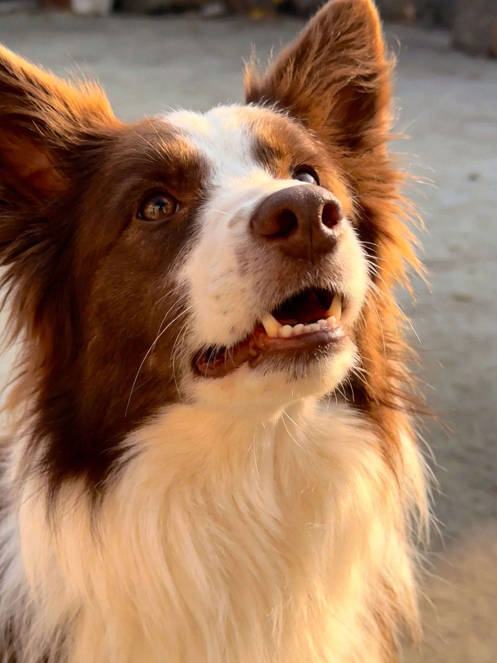 A brown and white collie dog looks upward with its mouth open.