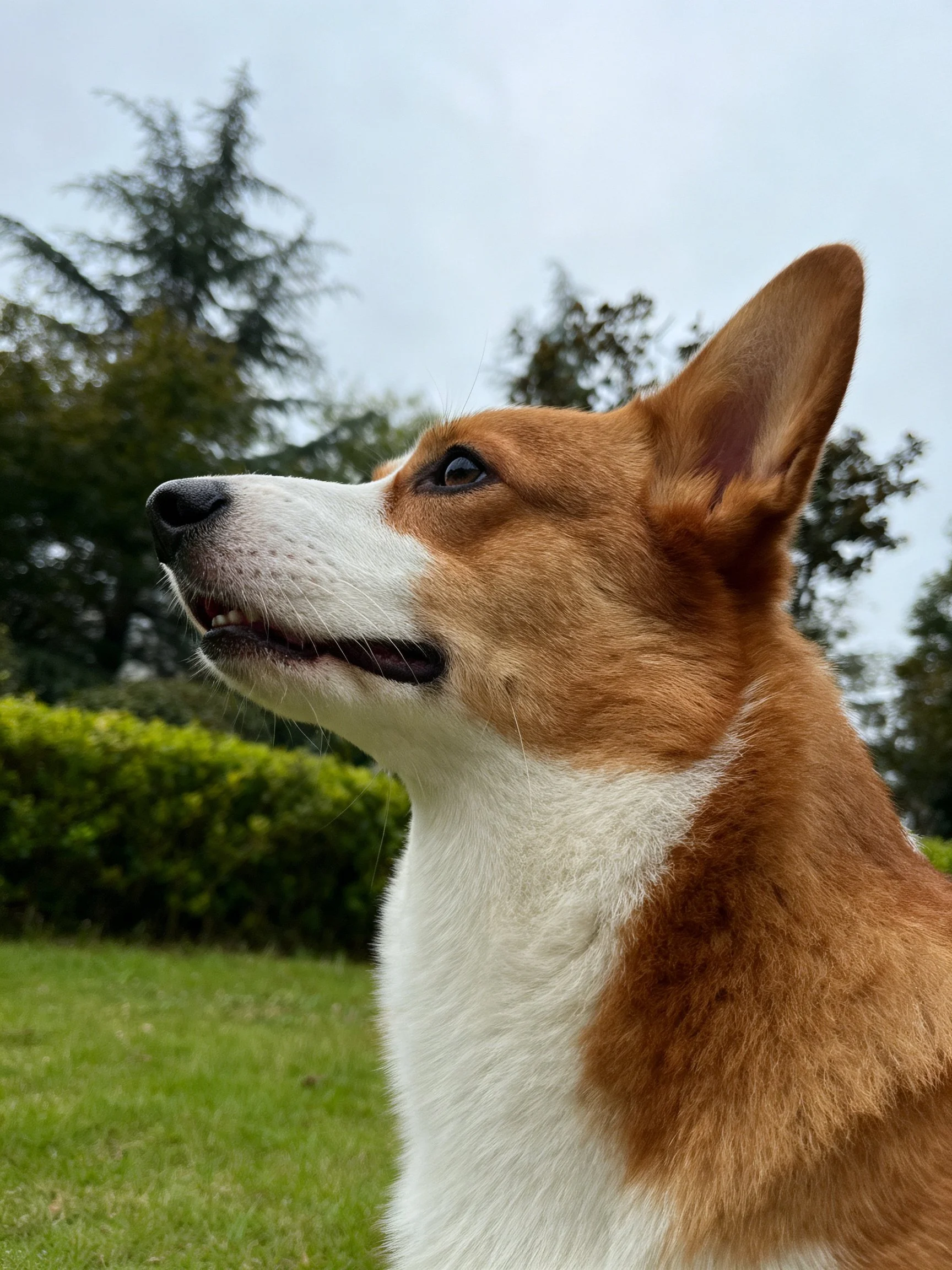 Brown and white corgi gazing upward near greenery and trees