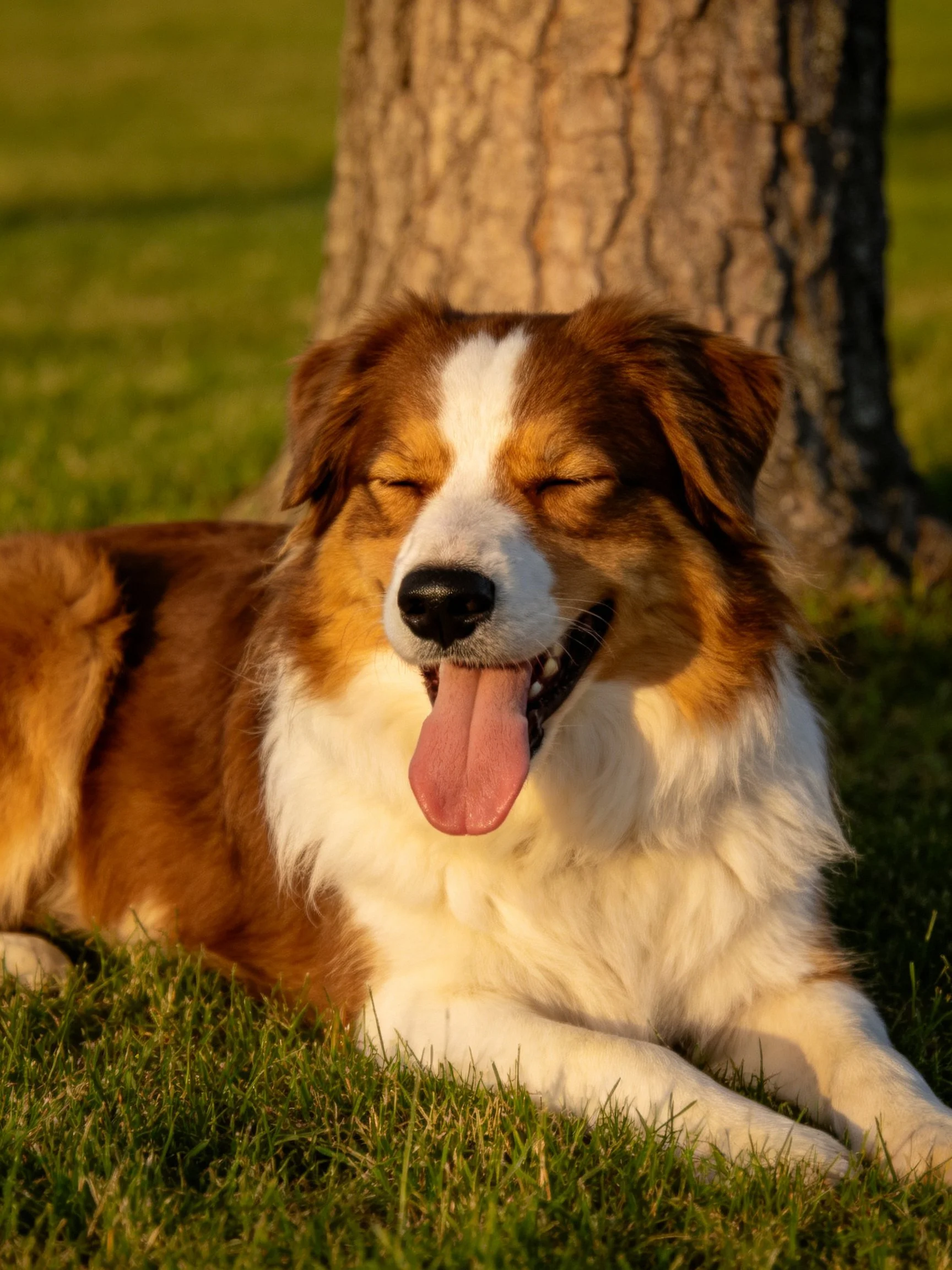 Brown and white dog lounging on grass by a tree