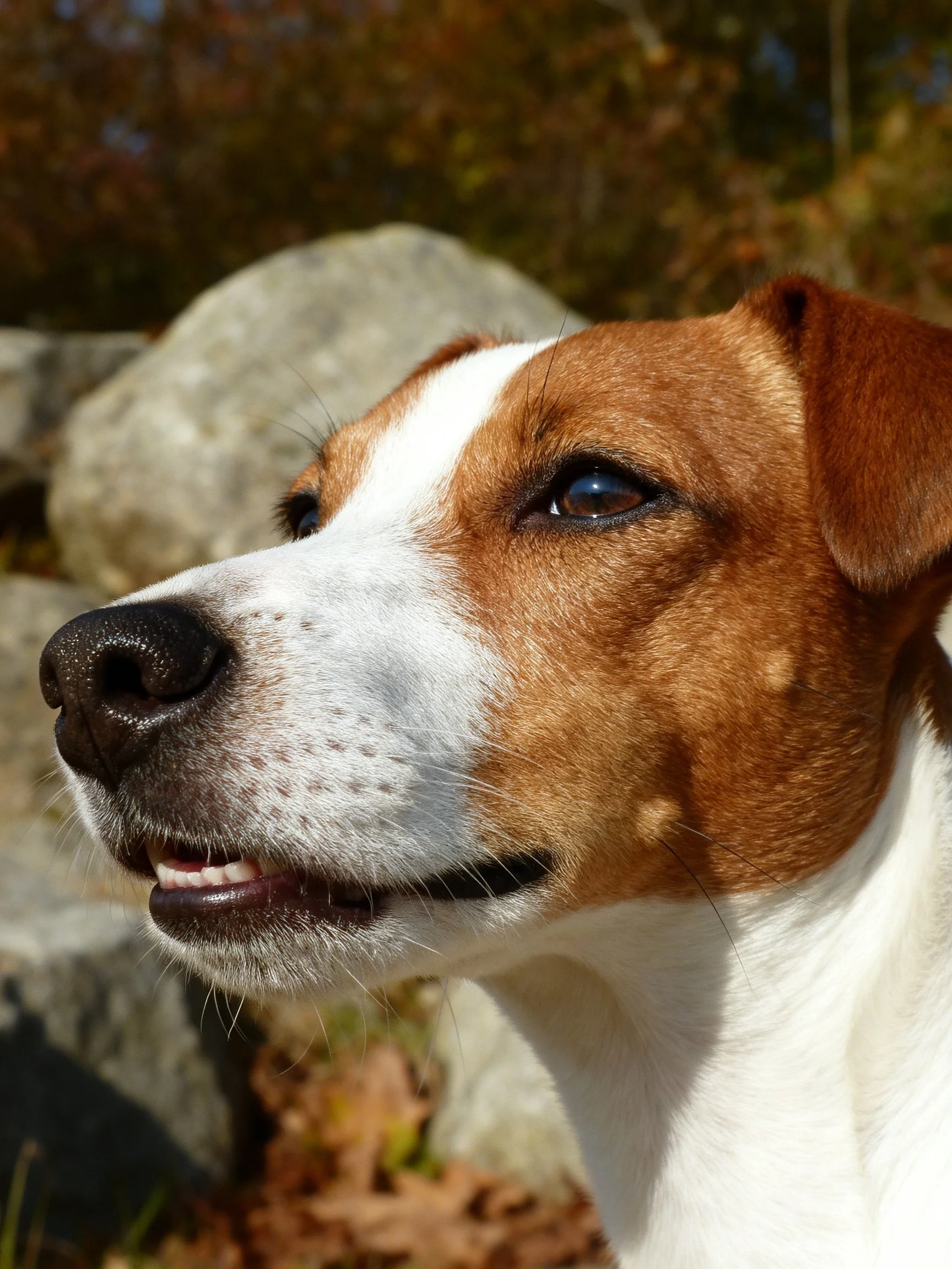 A brown and white dog with a black nose is near large rocks outdoors.