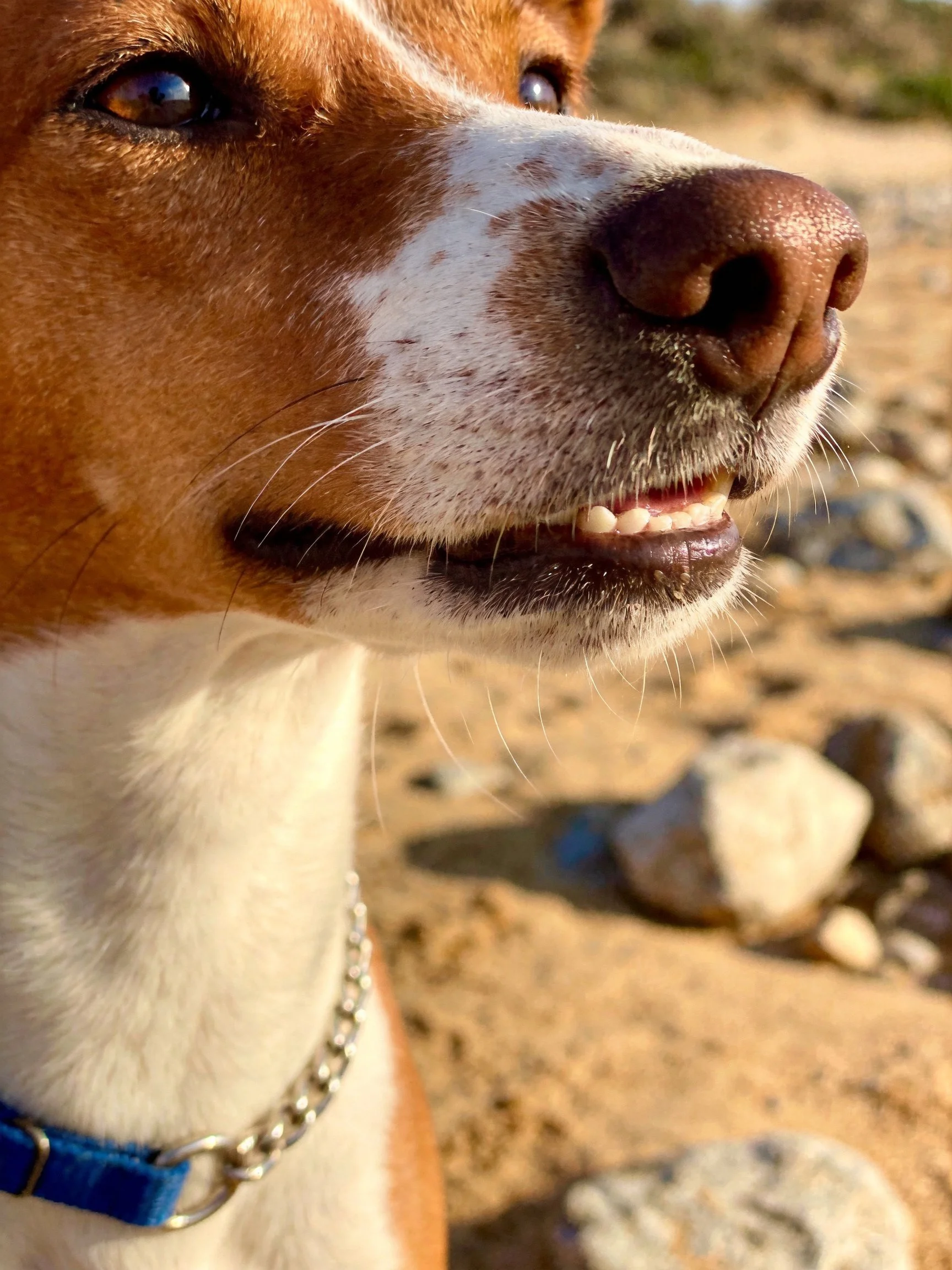 A brown and white dog wearing a blue collar is near rocks on sandy ground.