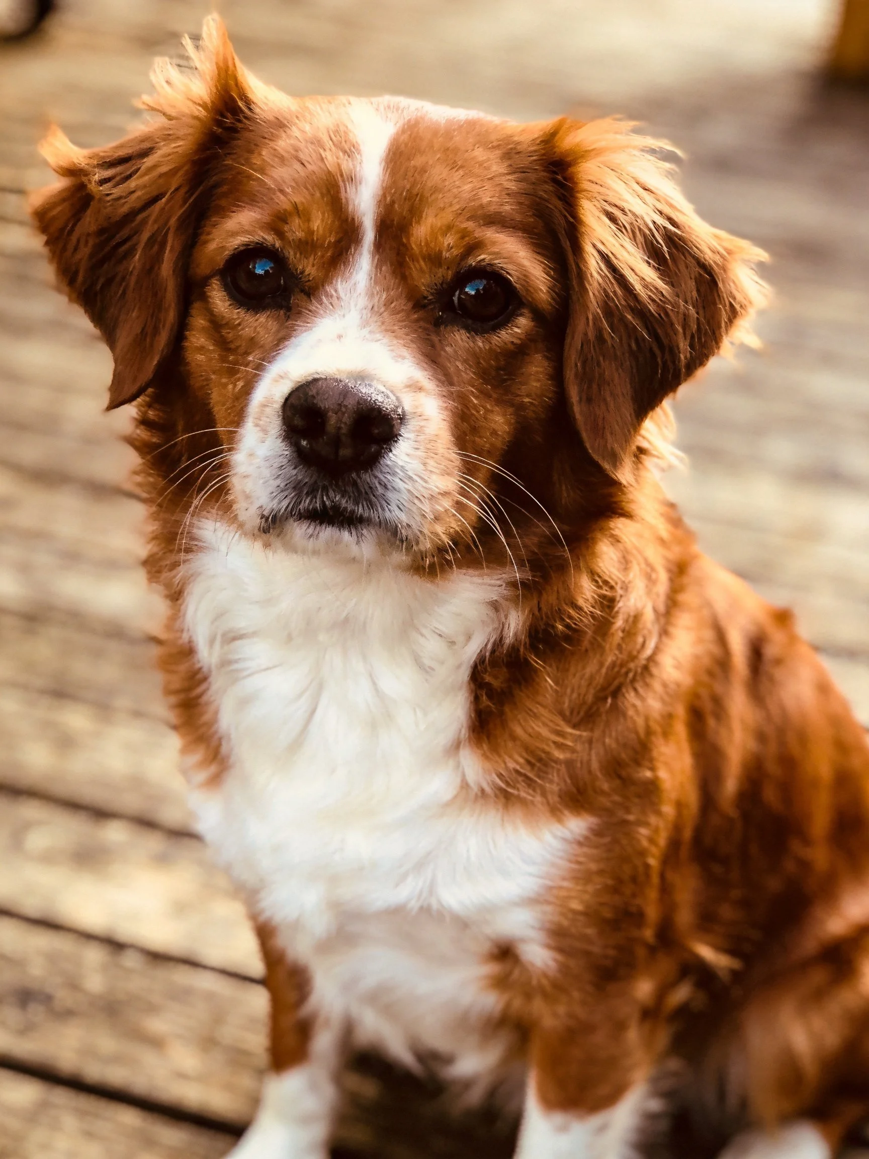 A brown and white dog sits calmly on a wooden deck.