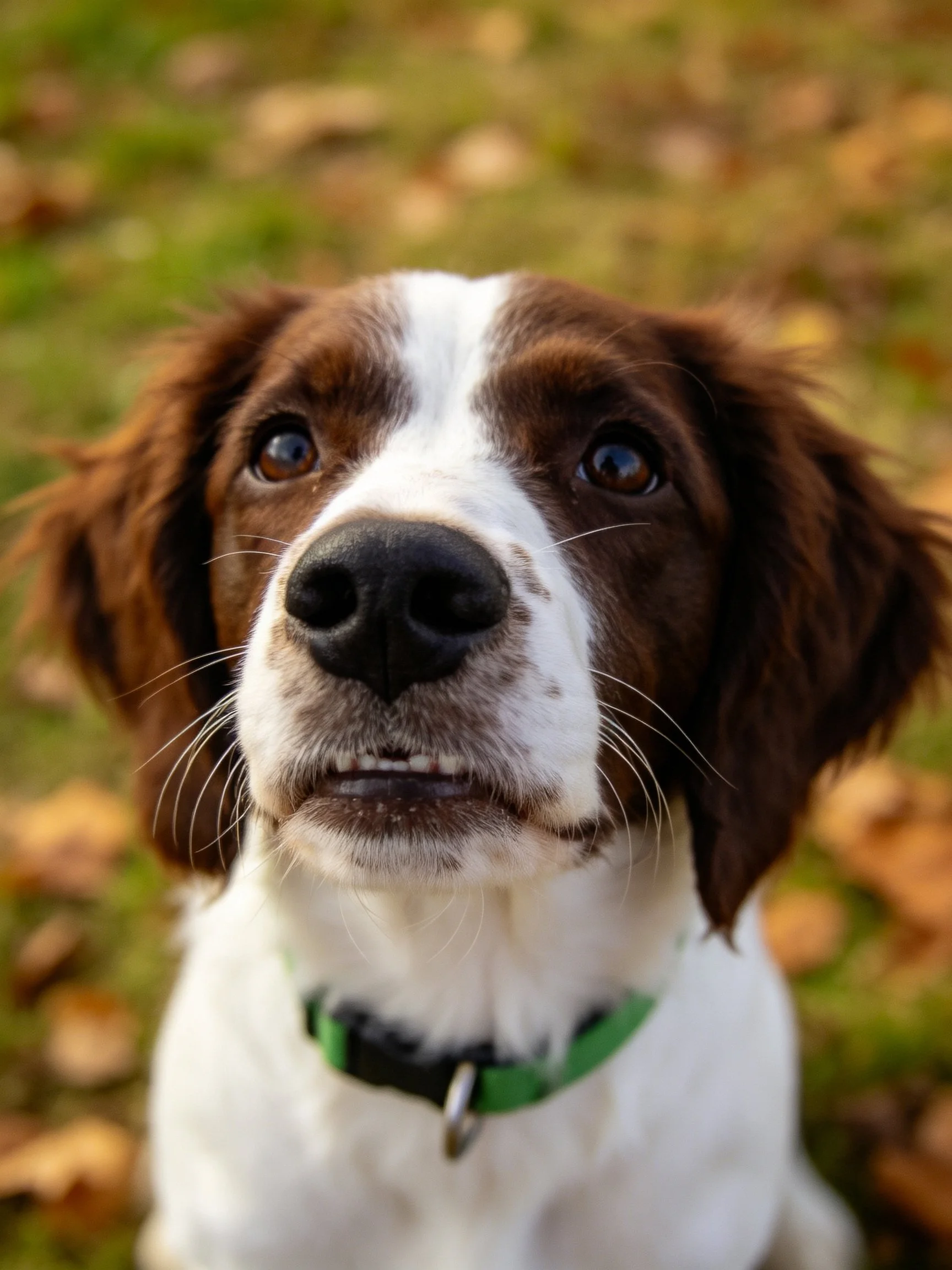 A brown and white dog with a green collar gazes upward near fallen leaves.