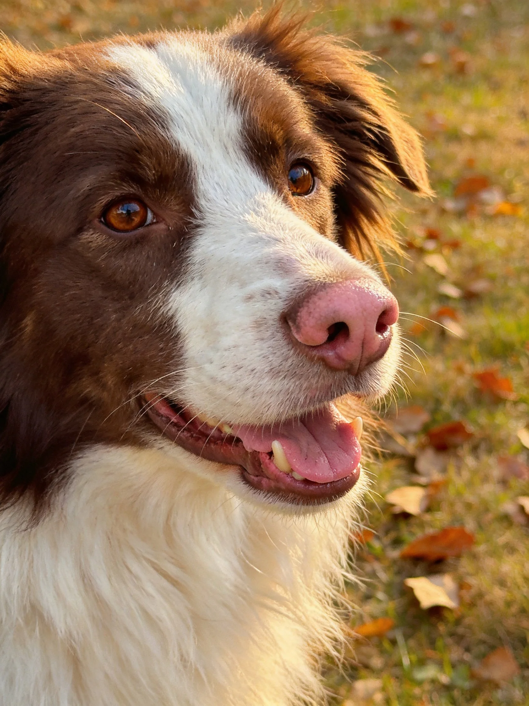 A brown and white dog with a pink nose is near autumn foliage.