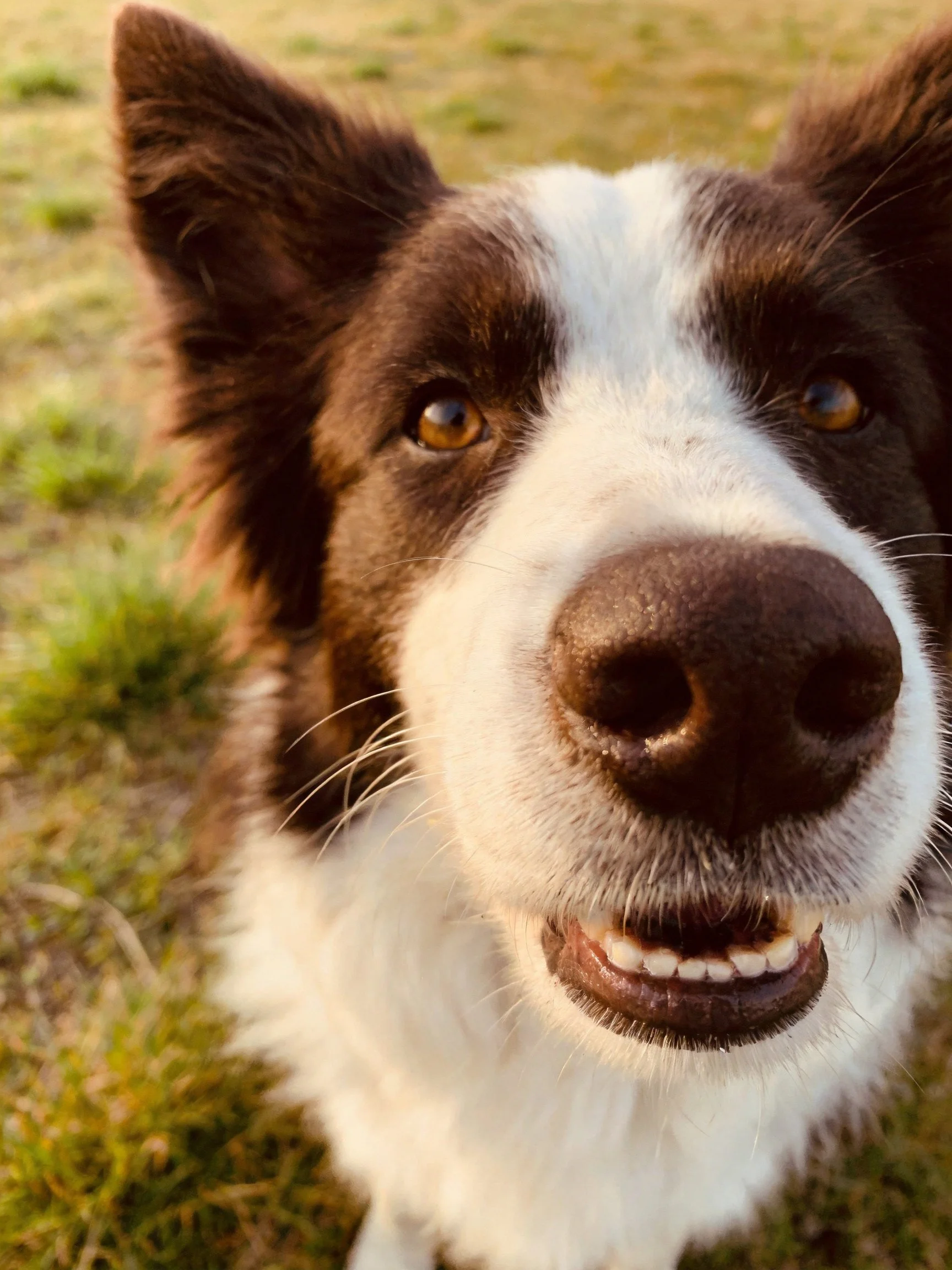 Brown and white dog with prominent nose and cheerful expression