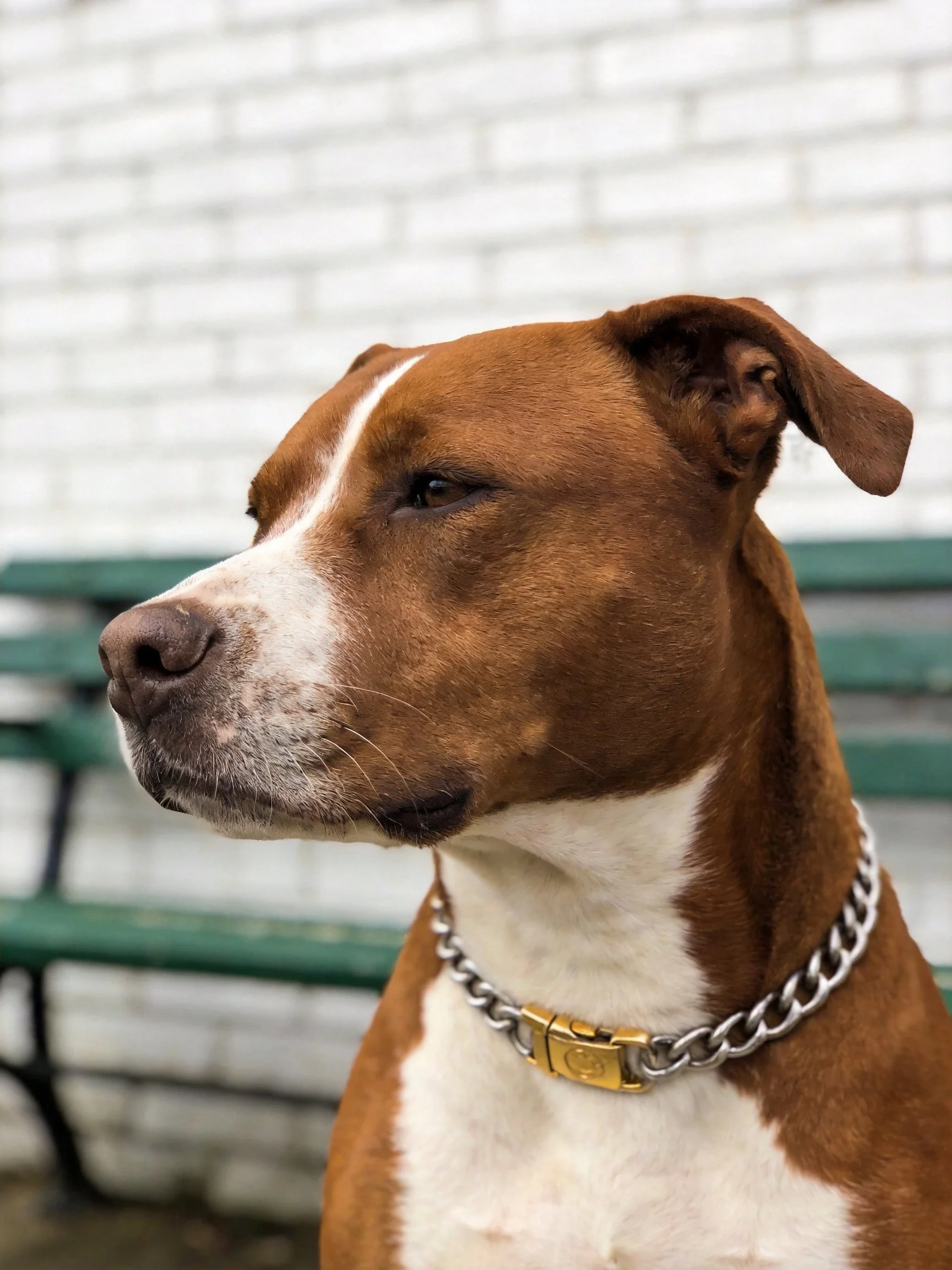 A brown and white dog with a silver chain collar sits beside a green bench.