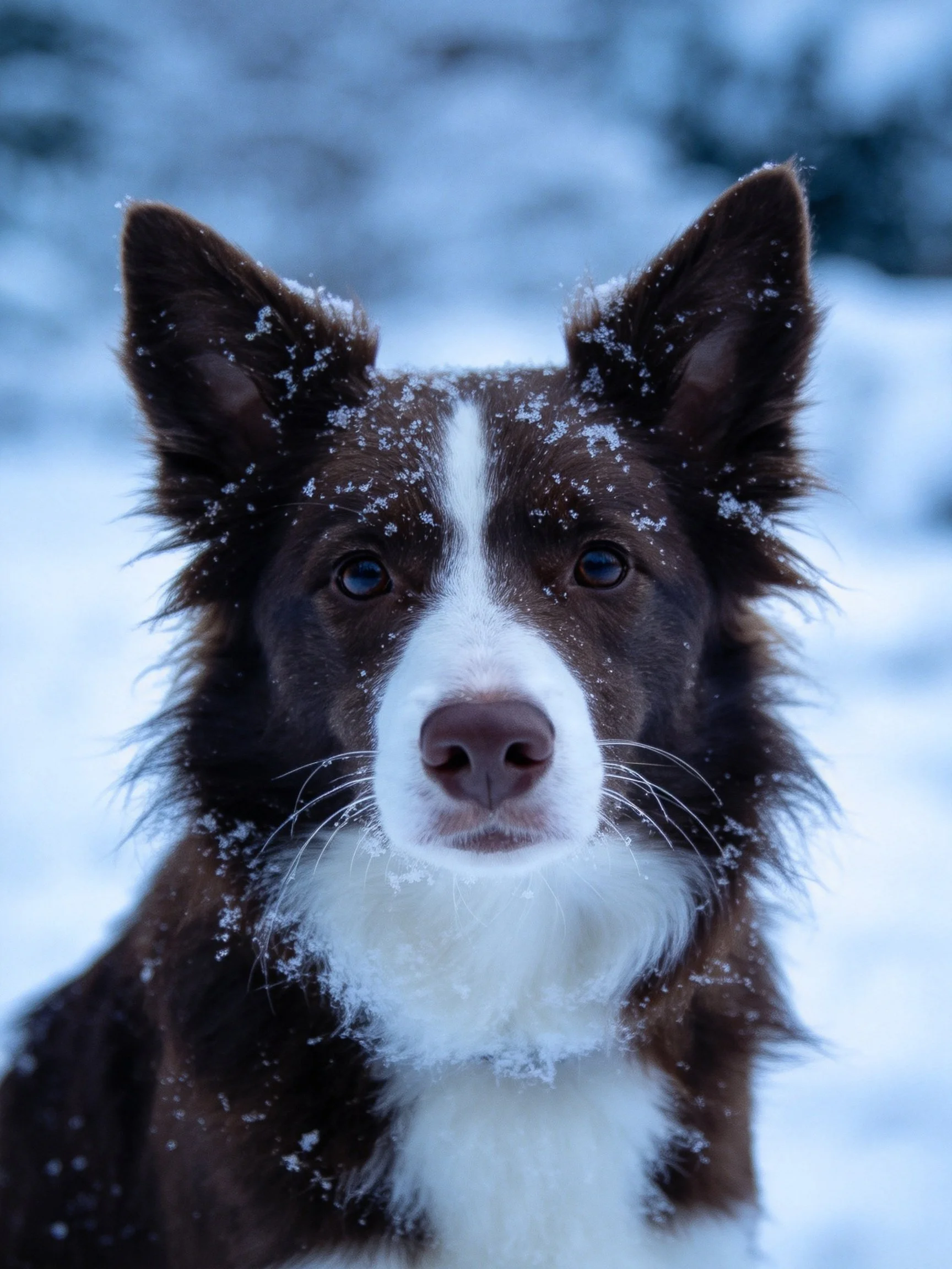A brown and white dog with snowflakes on its fur in a snowy setting