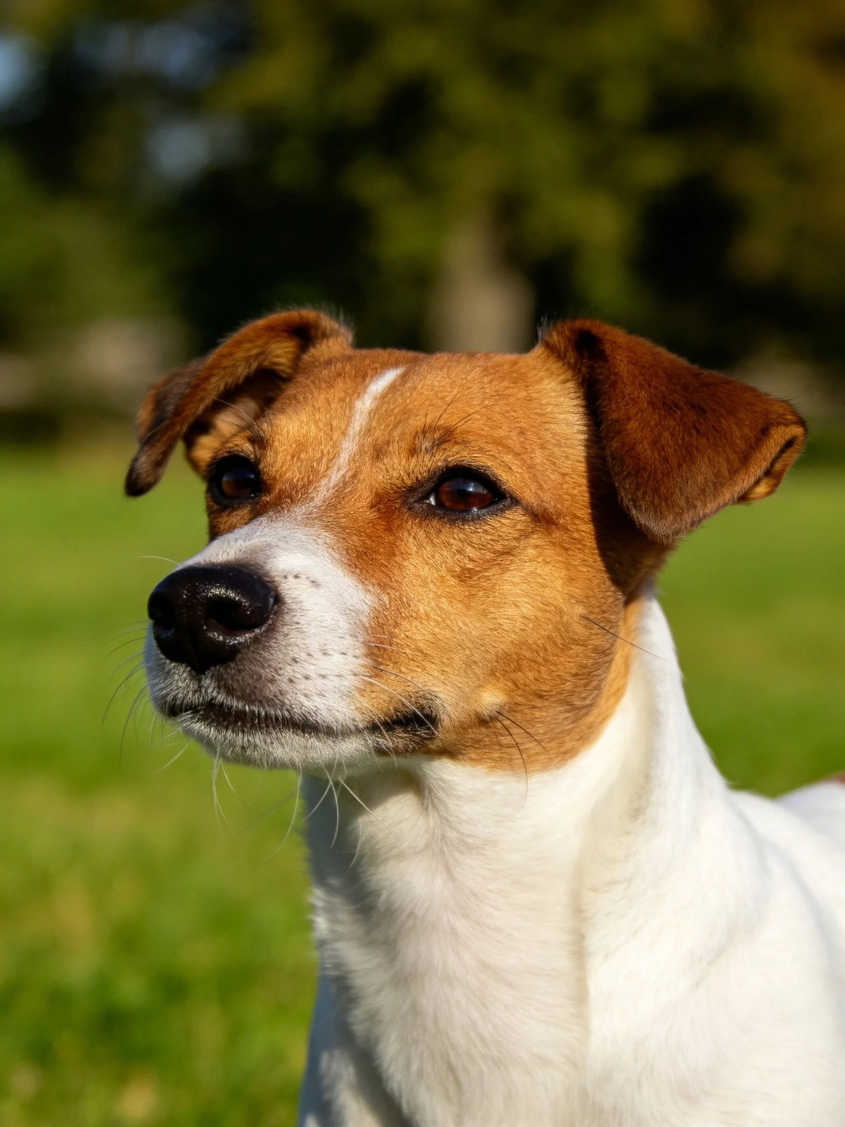 A brown and white dog stands alert in a sunlit green outdoor space.