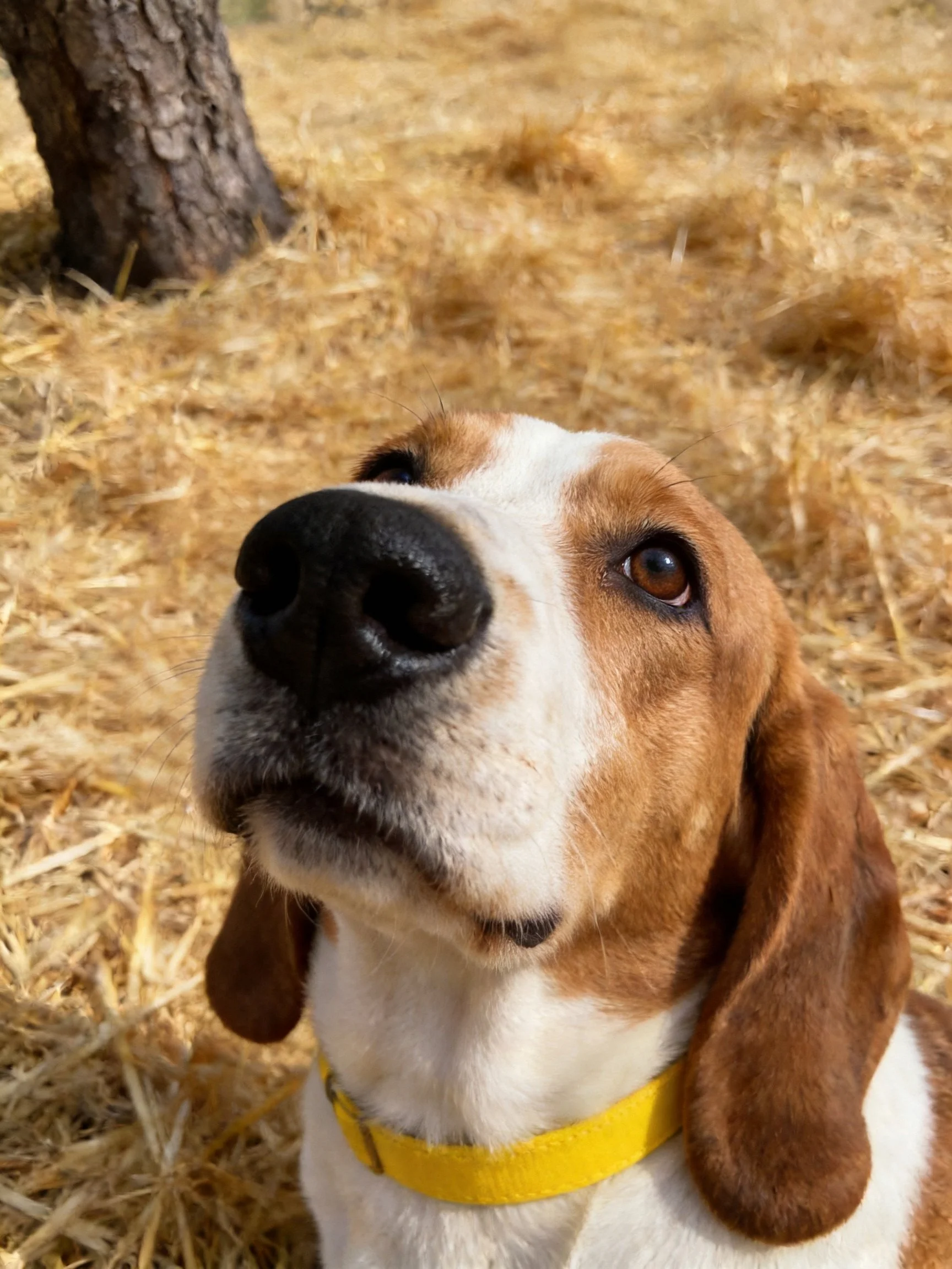 A brown and white dog with a yellow collar is on straw near a tree