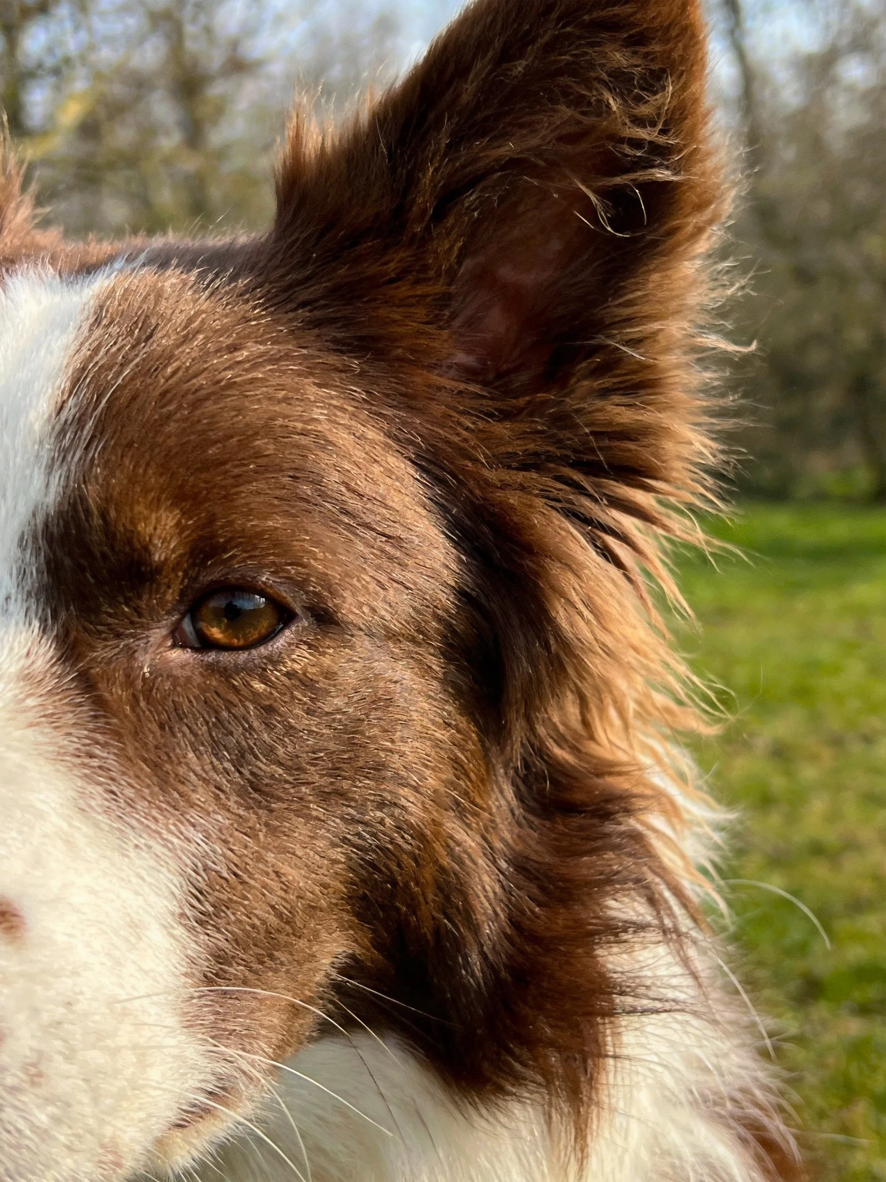 Brown and white dog’s ear and eye in an outdoor setting