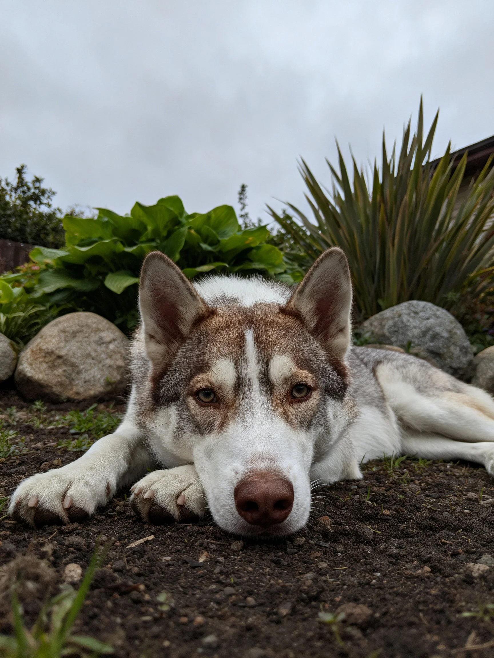 A brown and white husky rests peacefully among rocks and vegetation.