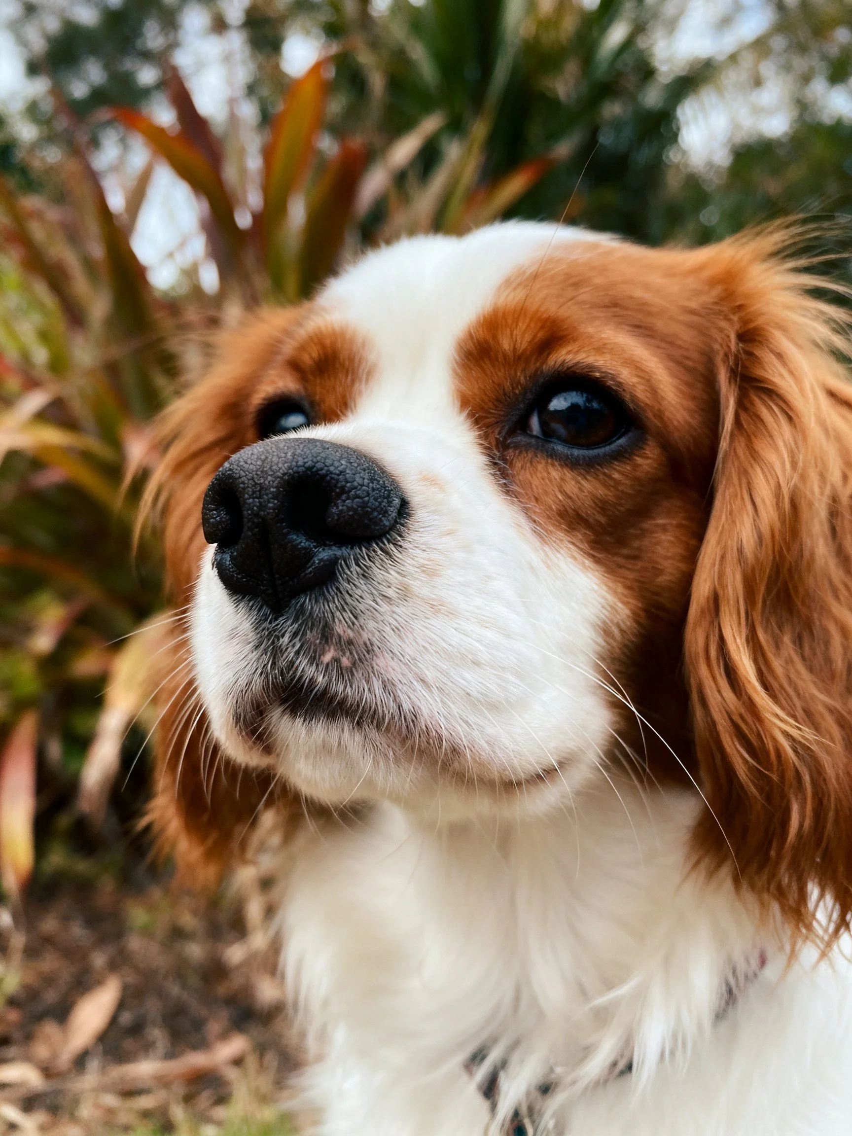 A brown and white spaniel photographed outdoors amid greenery.