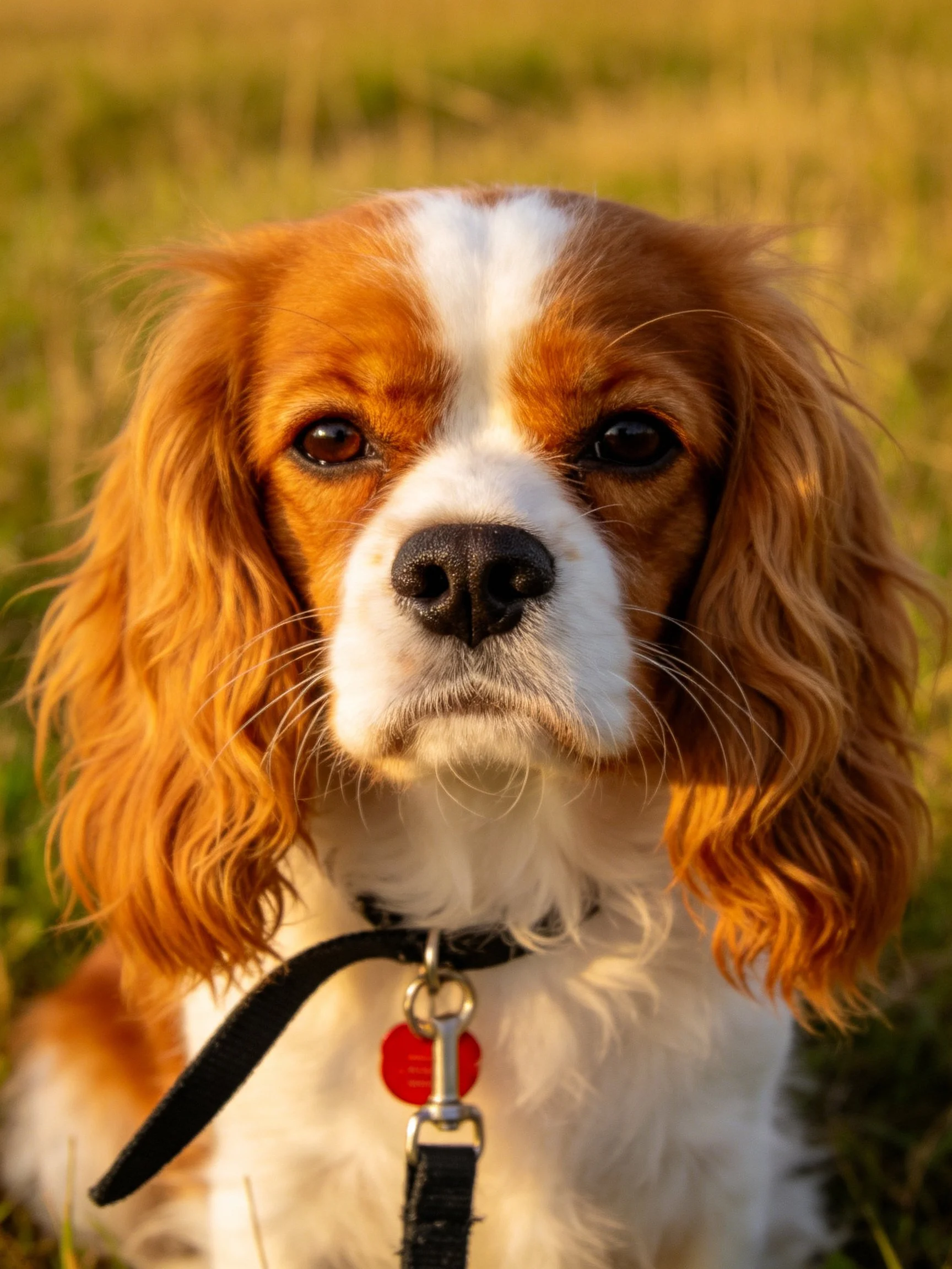 Brown and white spaniel stands calmly among tall grass.