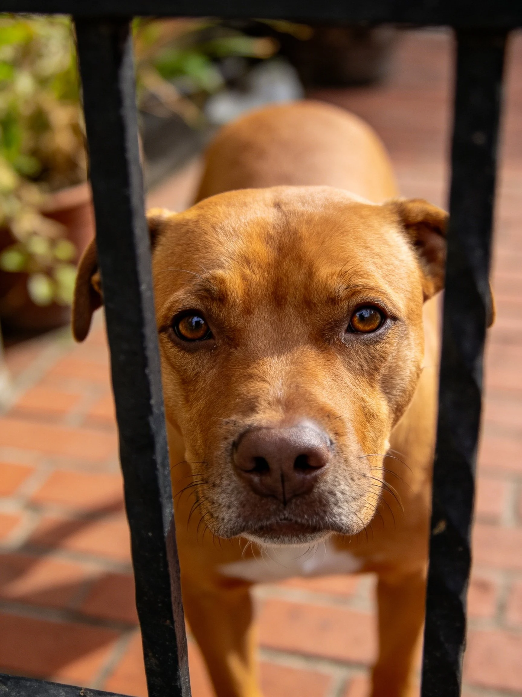 Brown dog peering through black metal bars on brick patio