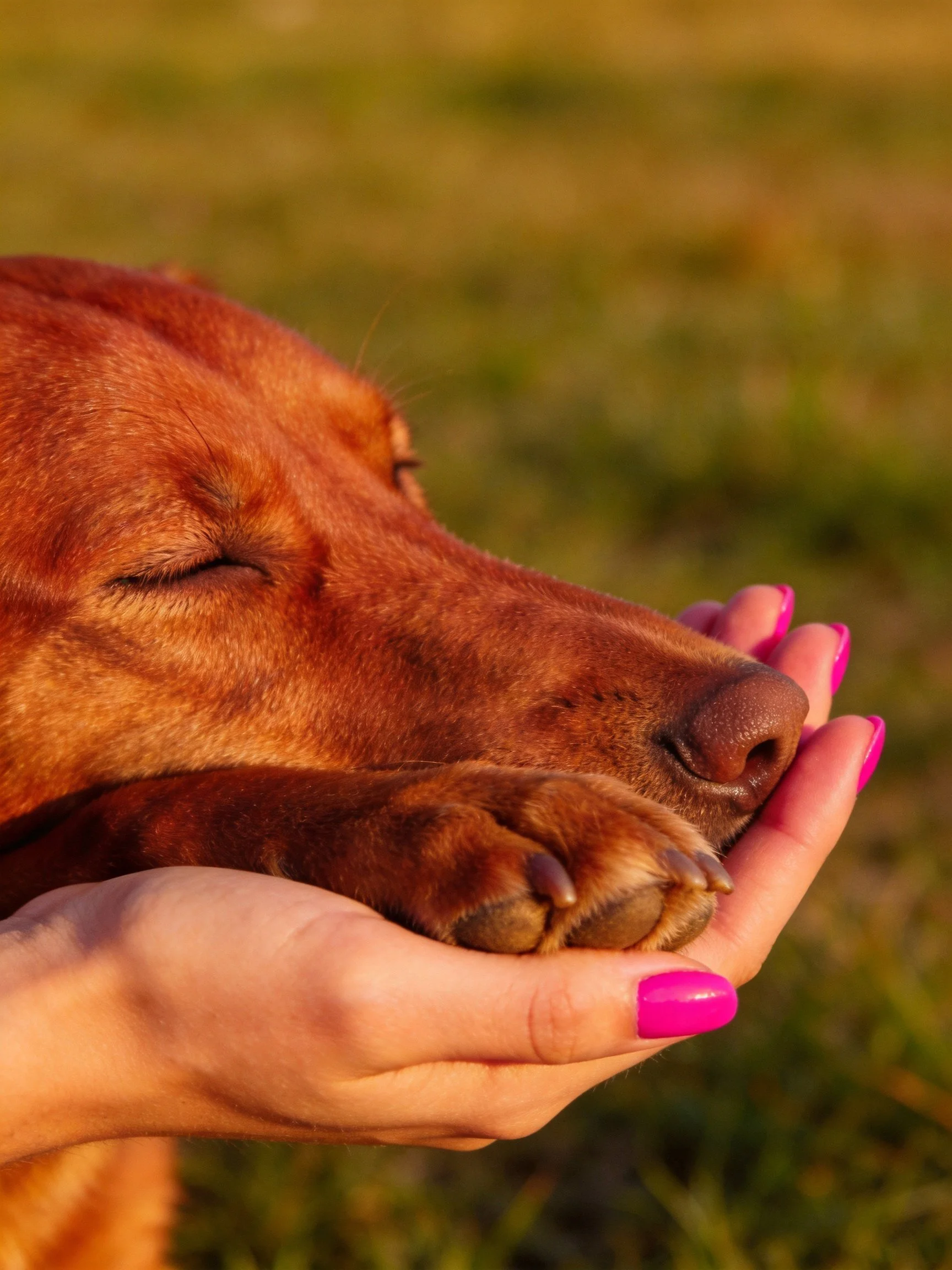 A brown dog rests peacefully in a person’s hand with pink nails in an outdoor setting.